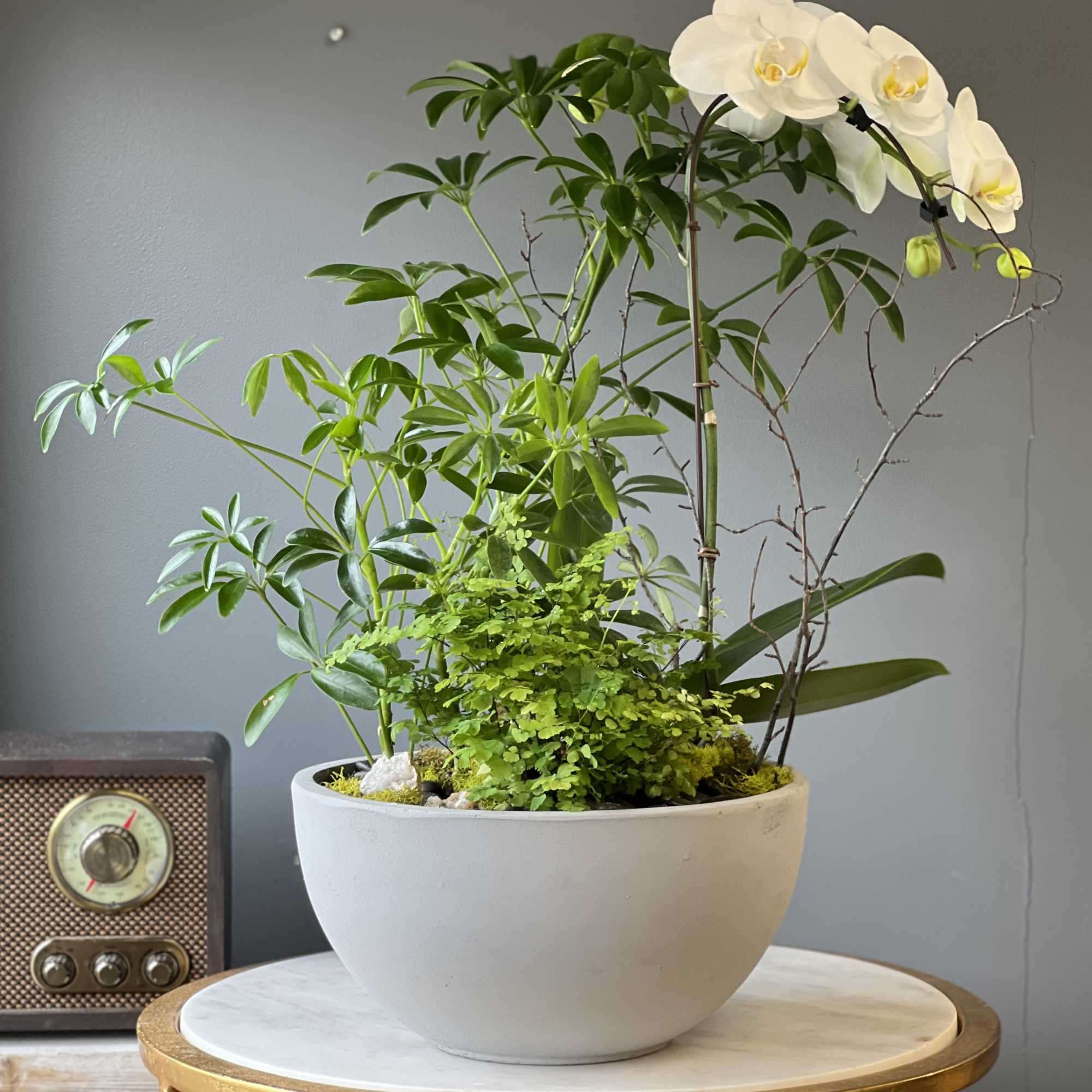 White orchid and assorted green plants in a gray bowl planter on a round table