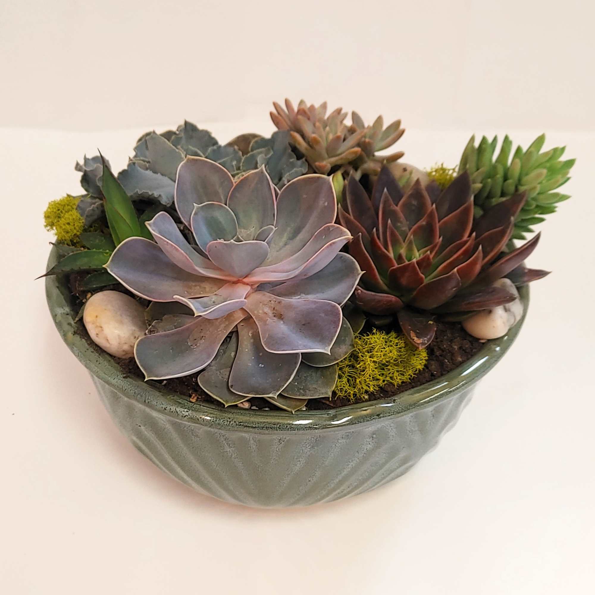 A deluxe collection of vibrant succulents elegantly arranged in a charming container