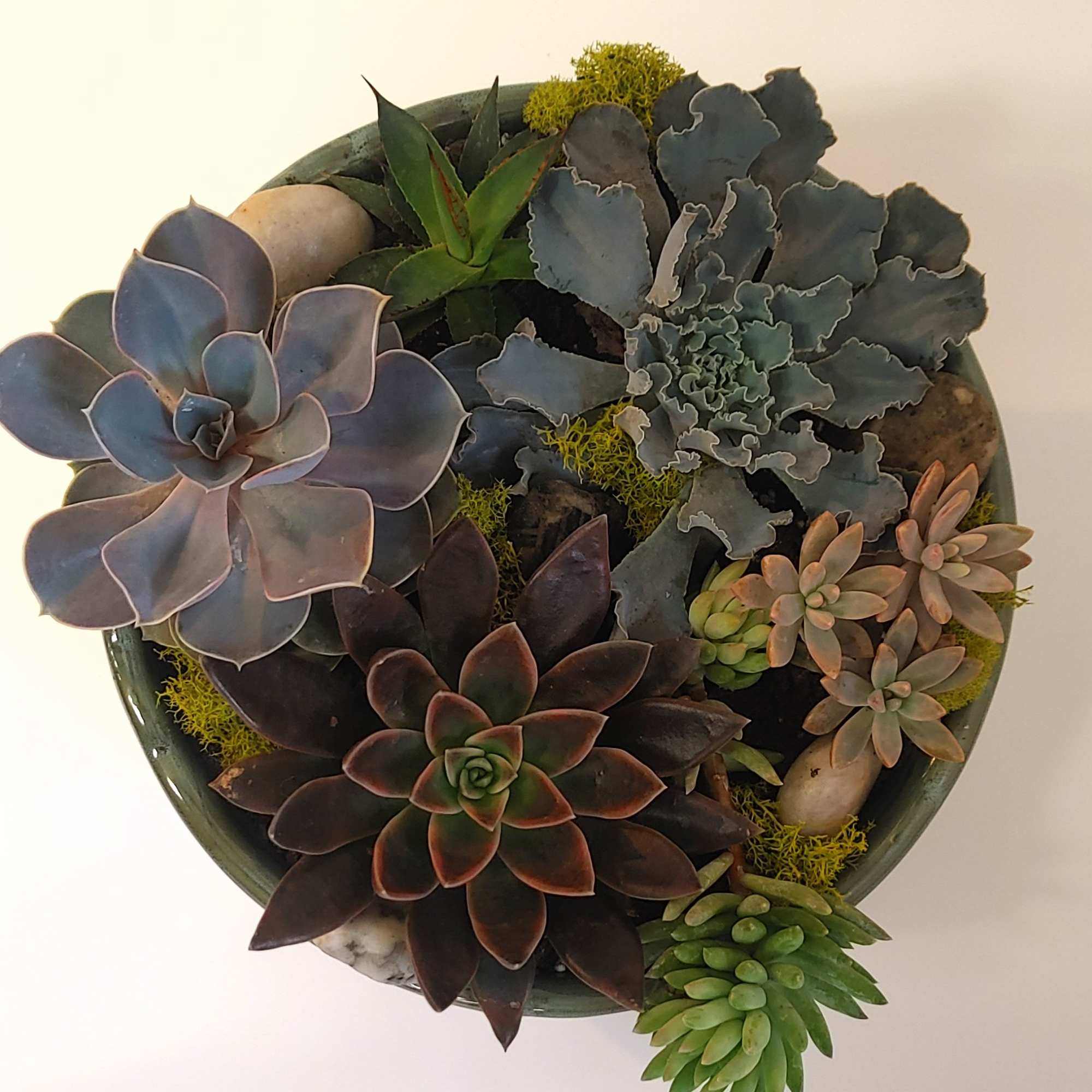 A deluxe collection of vibrant succulents elegantly arranged in a charming container