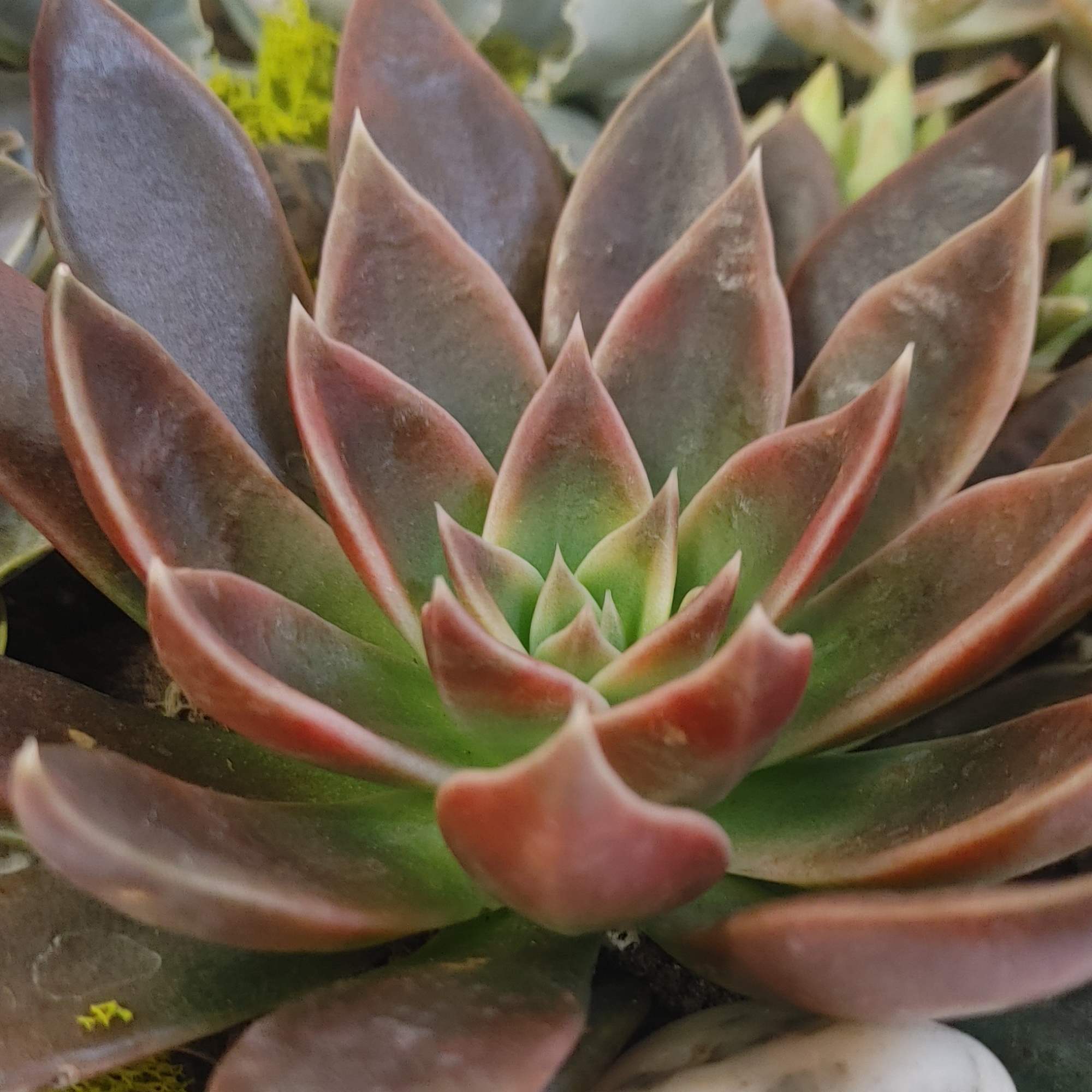 A deluxe collection of vibrant succulents elegantly arranged in a charming container