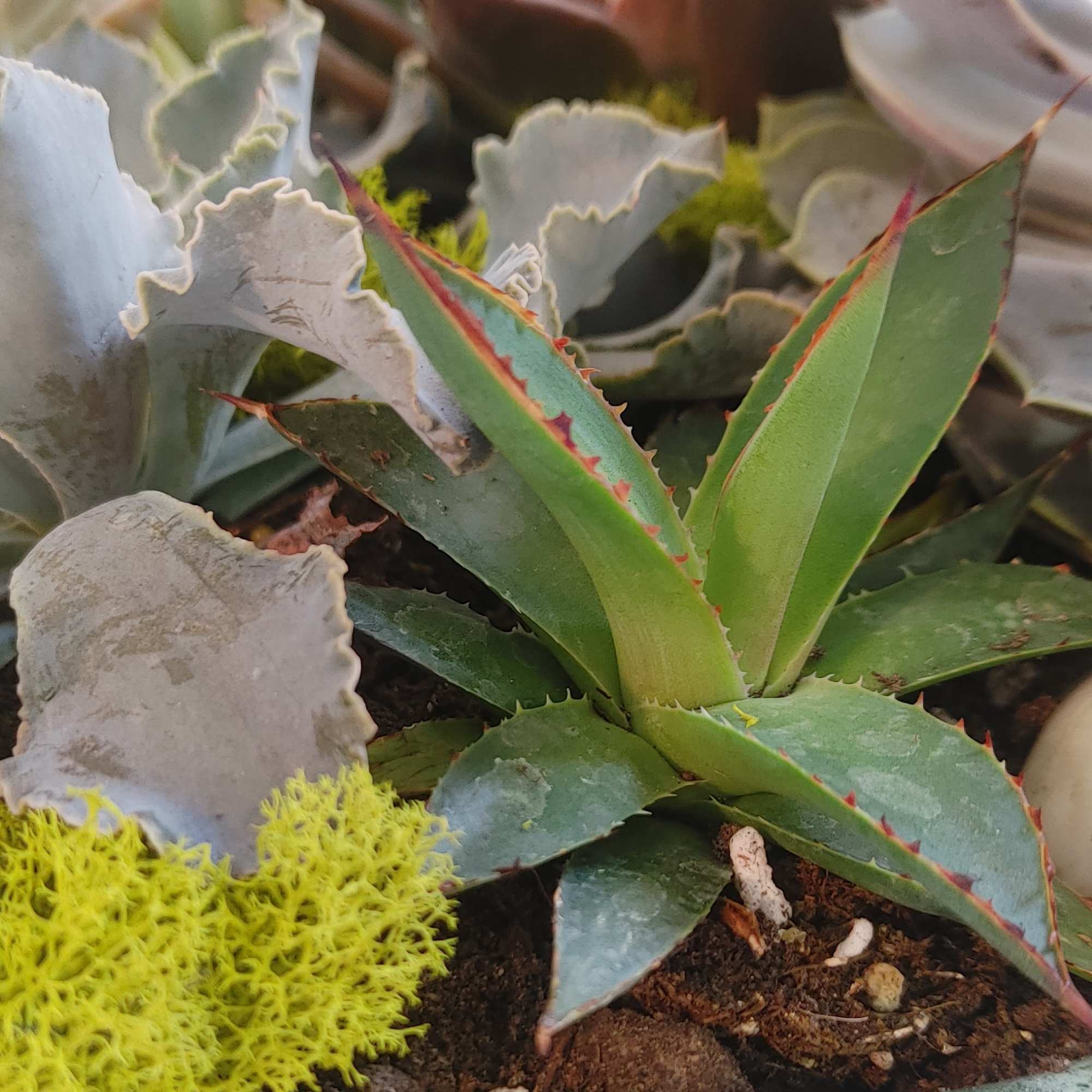 A deluxe collection of vibrant succulents elegantly arranged in a charming container
