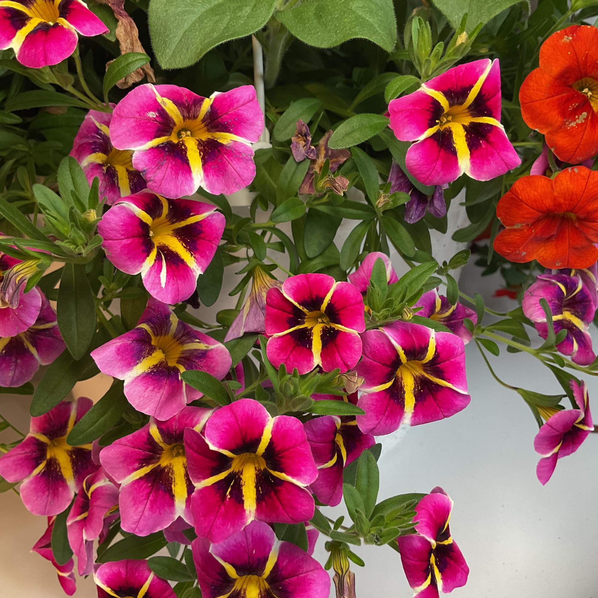 Cluster of pink and orange petunia flowers with yellow centers