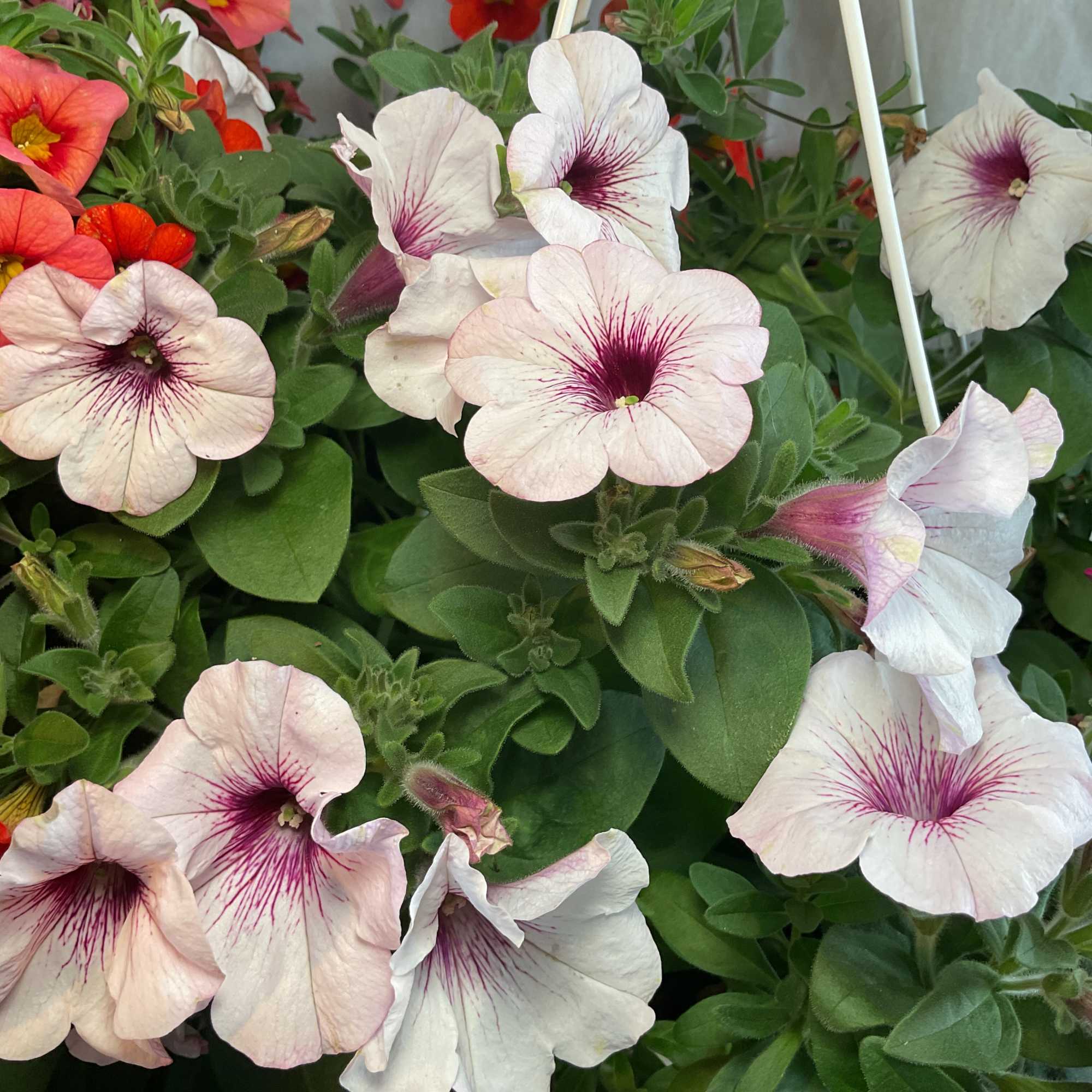 Cluster of pale pink petunia-like flowers with magenta centers