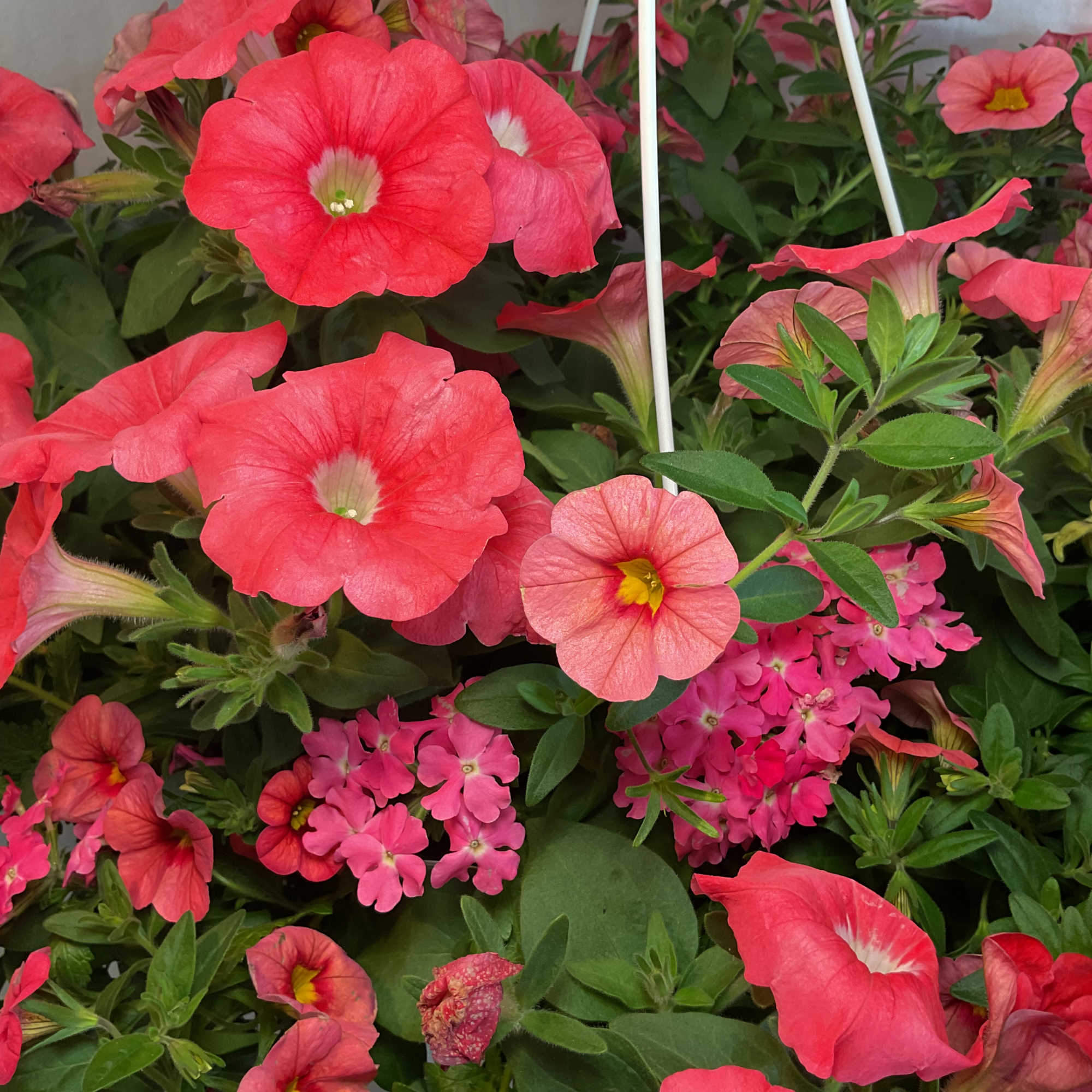 Pink and coral petunia flowers in a dense planter