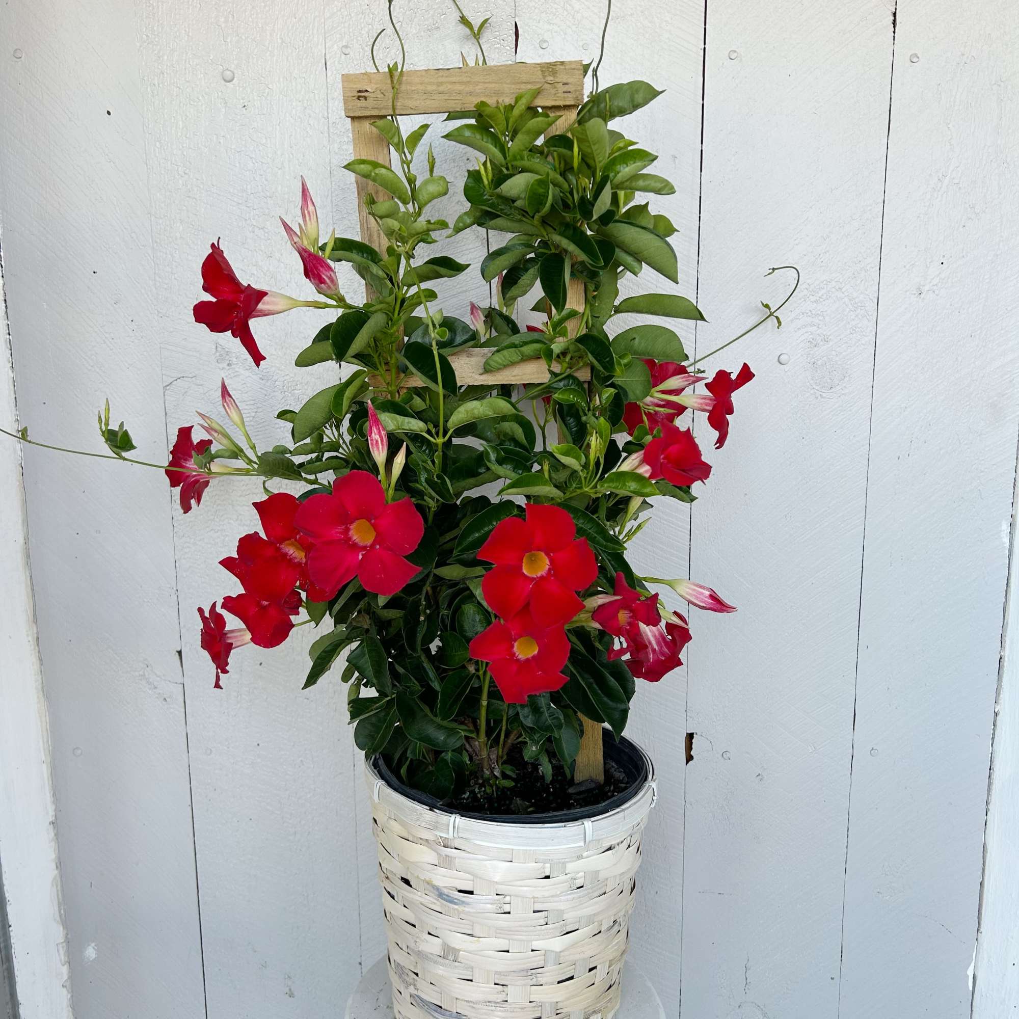 Our trellised Mandevilla adds height, color, and elegance to any outdoor space.