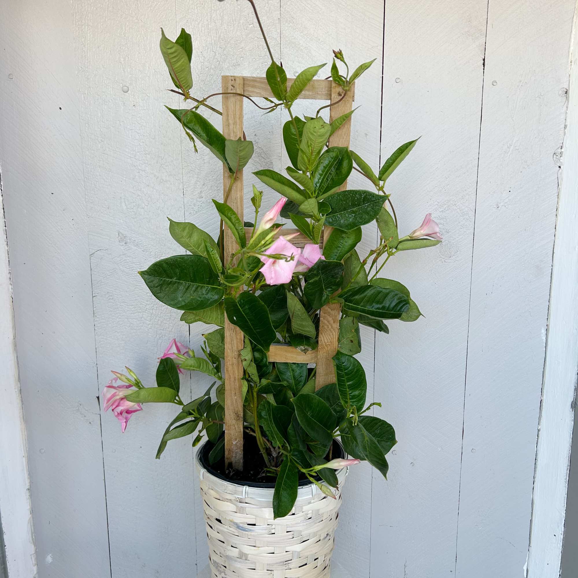 Our trellised Mandevilla adds height, color, and elegance to any outdoor space.