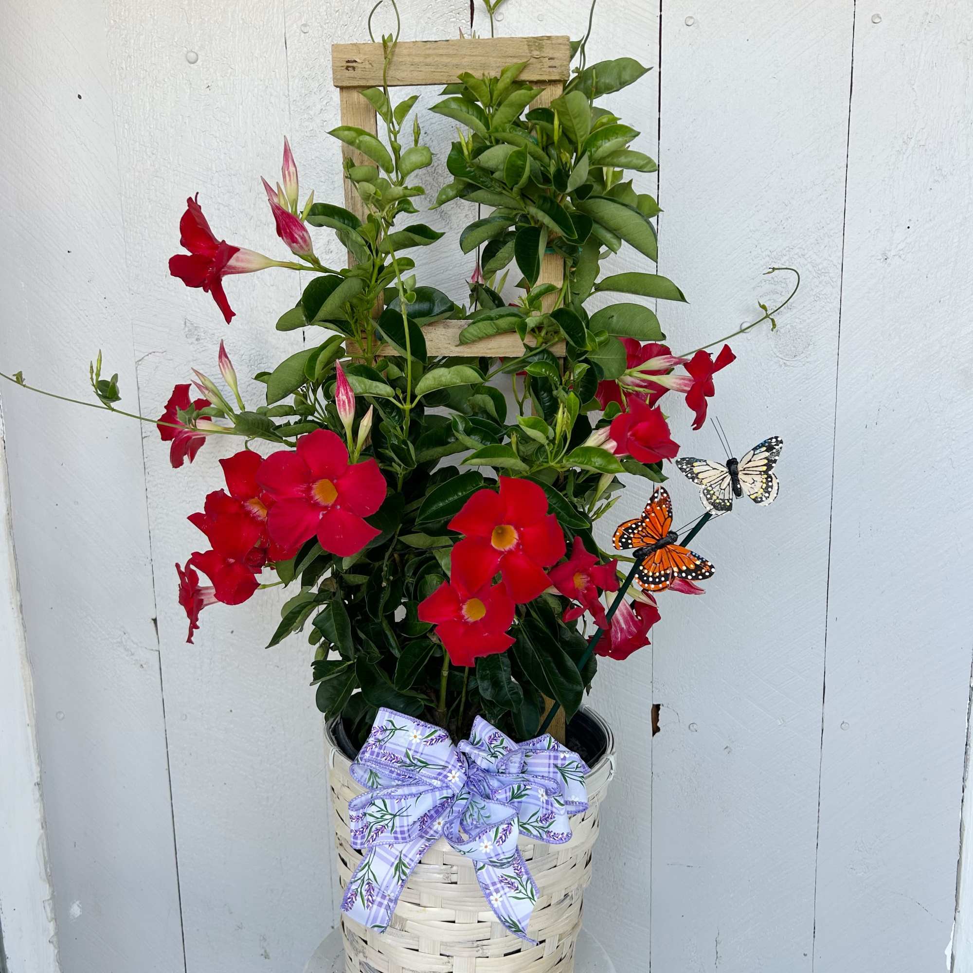Our trellised Mandevilla adds height, color, and elegance to any outdoor space.