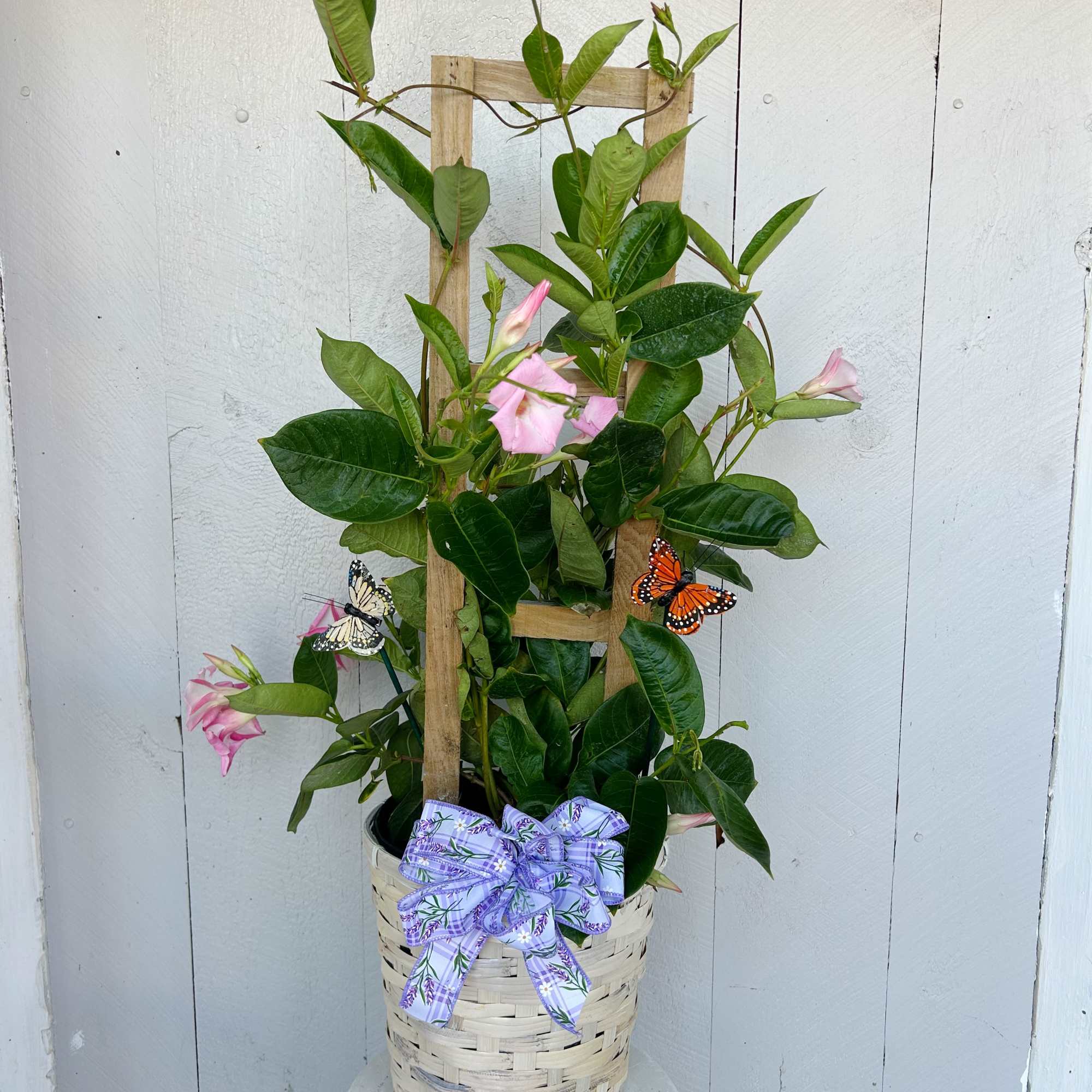 Our trellised Mandevilla adds height, color, and elegance to any outdoor space.