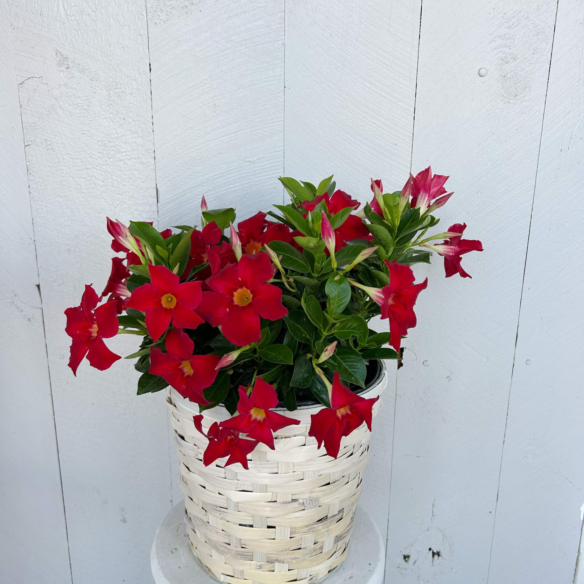 Add a pop of color with our blooming Dipladenia, available in rich