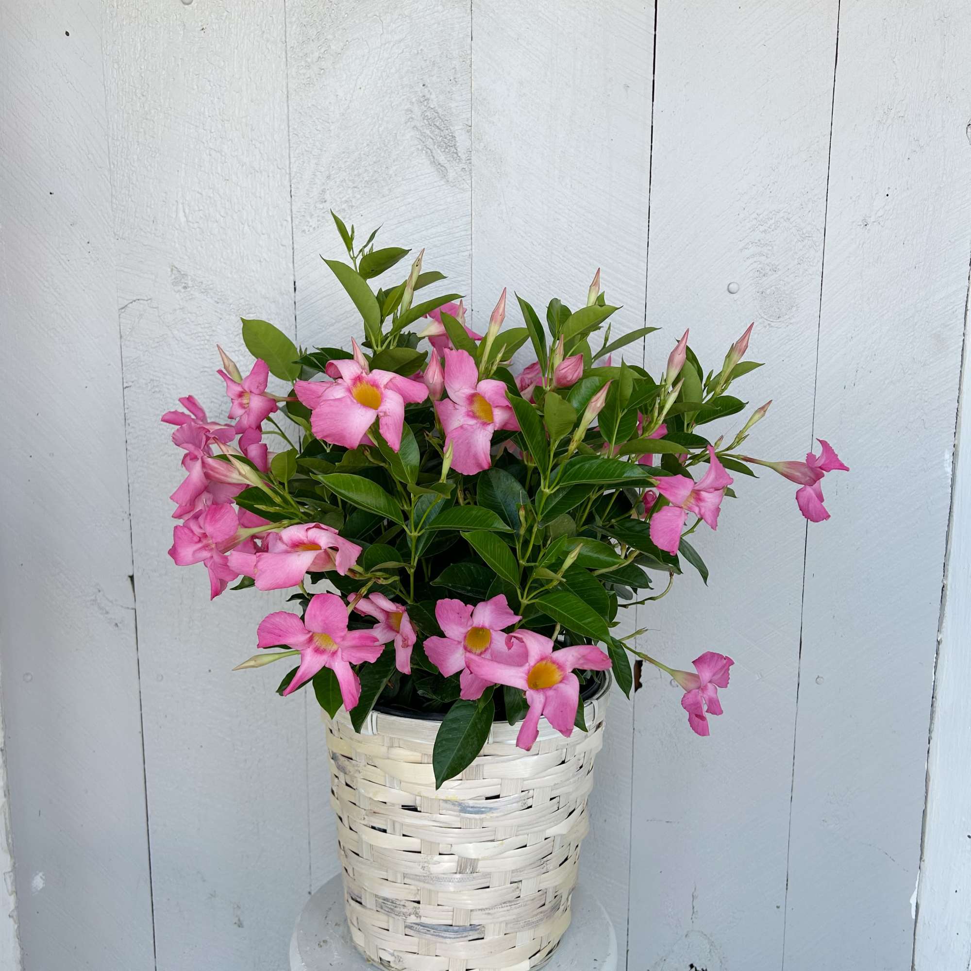 Add a pop of color with our blooming Dipladenia, available in rich