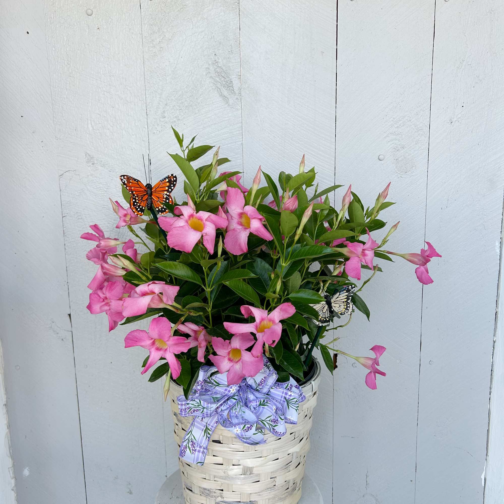 Add a pop of color with our blooming Dipladenia, available in rich