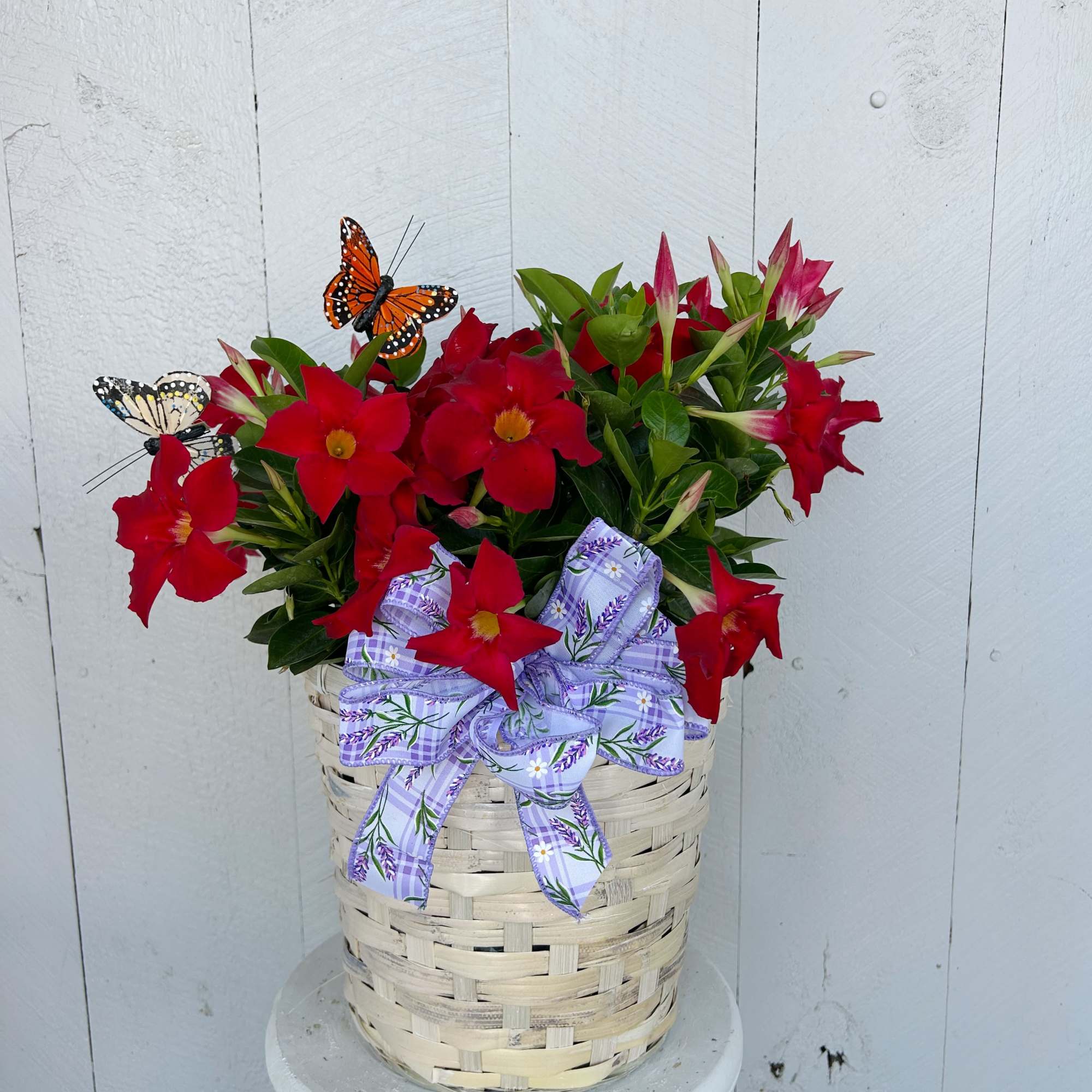Add a pop of color with our blooming Dipladenia, available in rich