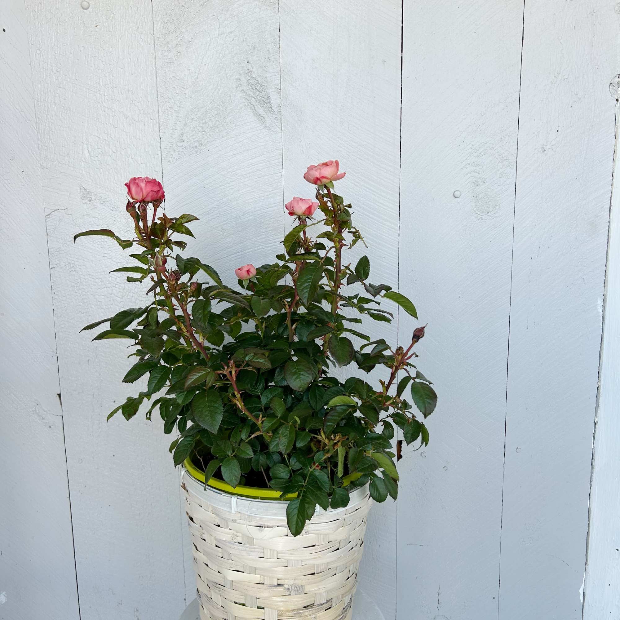 Plant a rose, grow a memory.