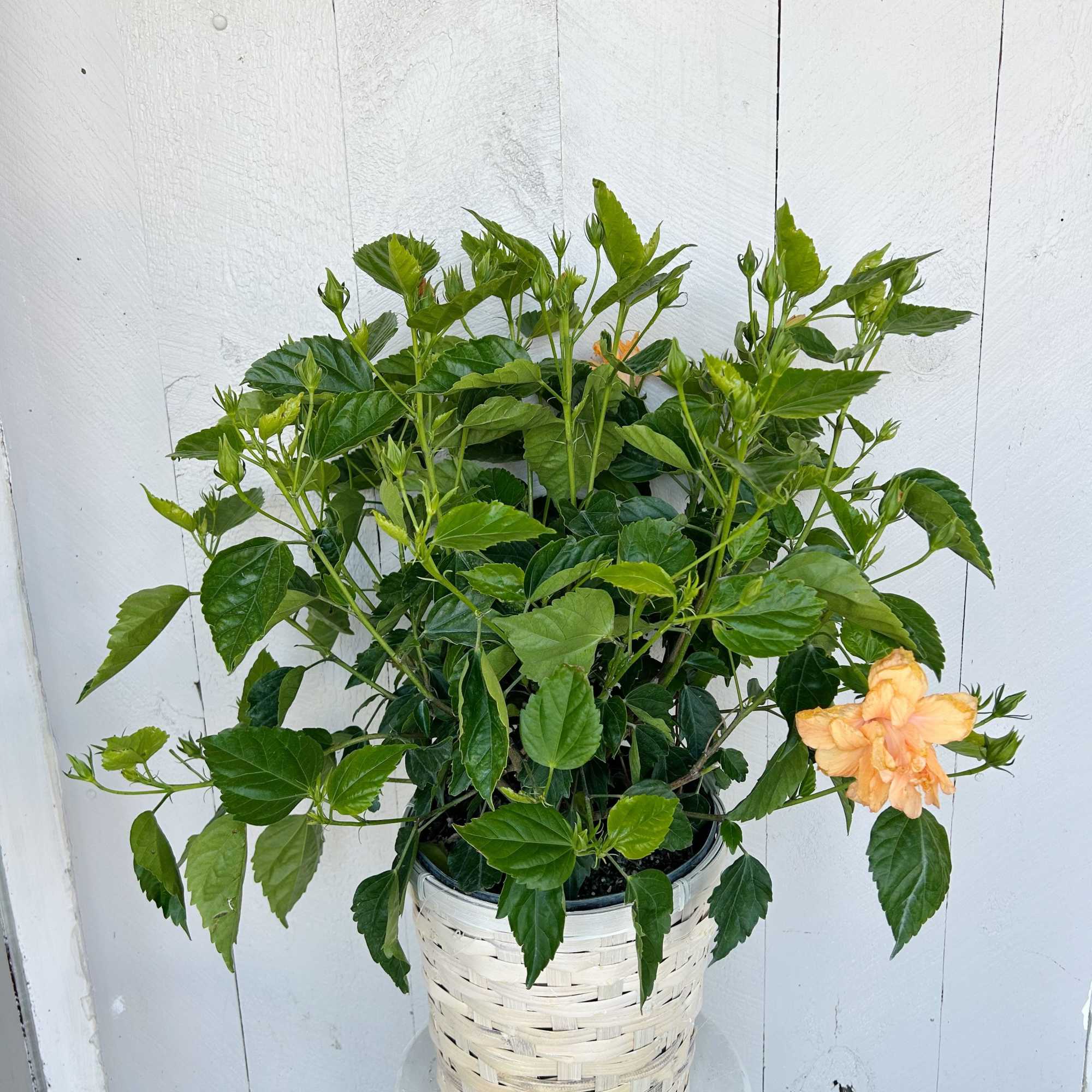 Striking vibrate orange blooms . Great for pots, patios, balconies or gardens