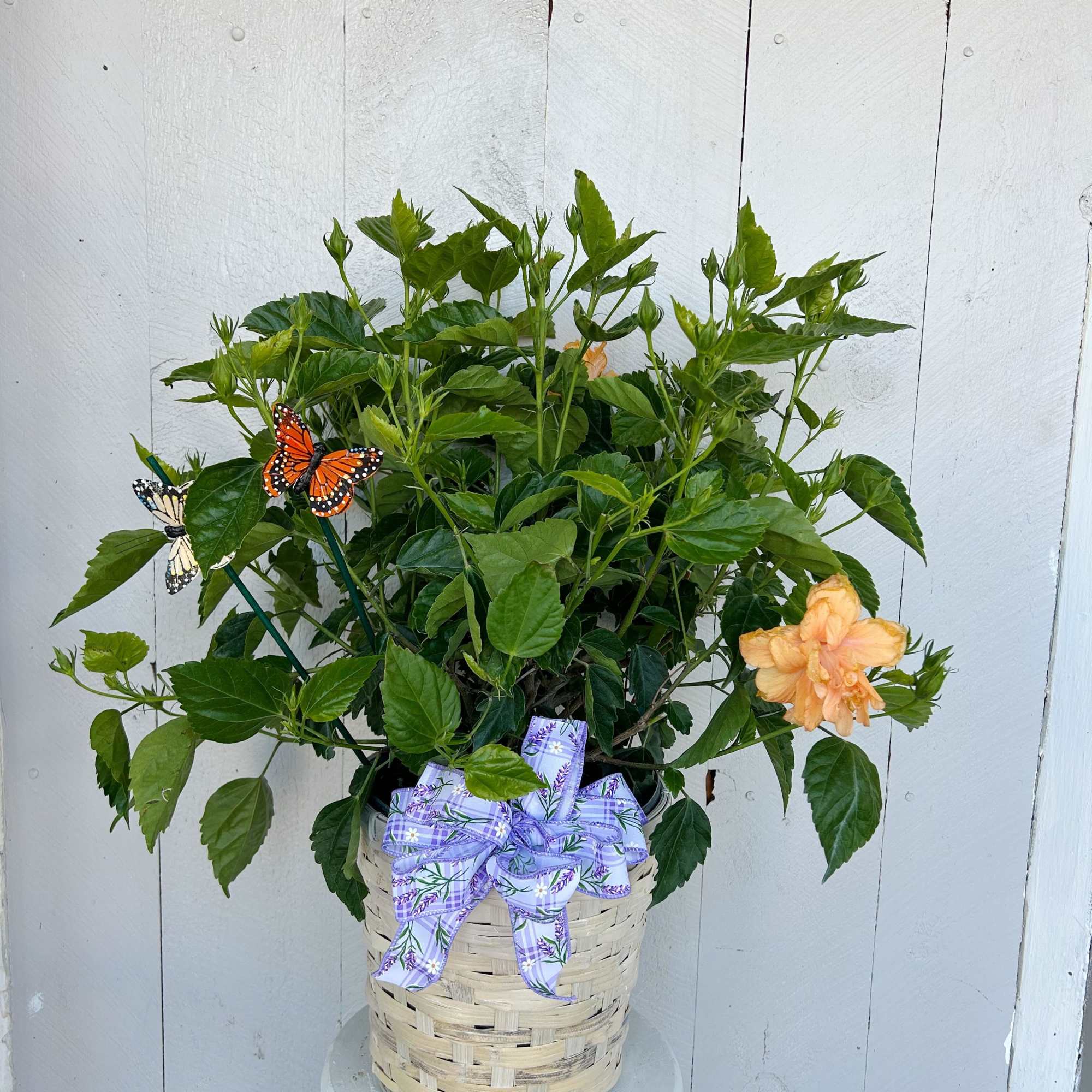 Striking vibrate orange blooms . Great for pots, patios, balconies or gardens