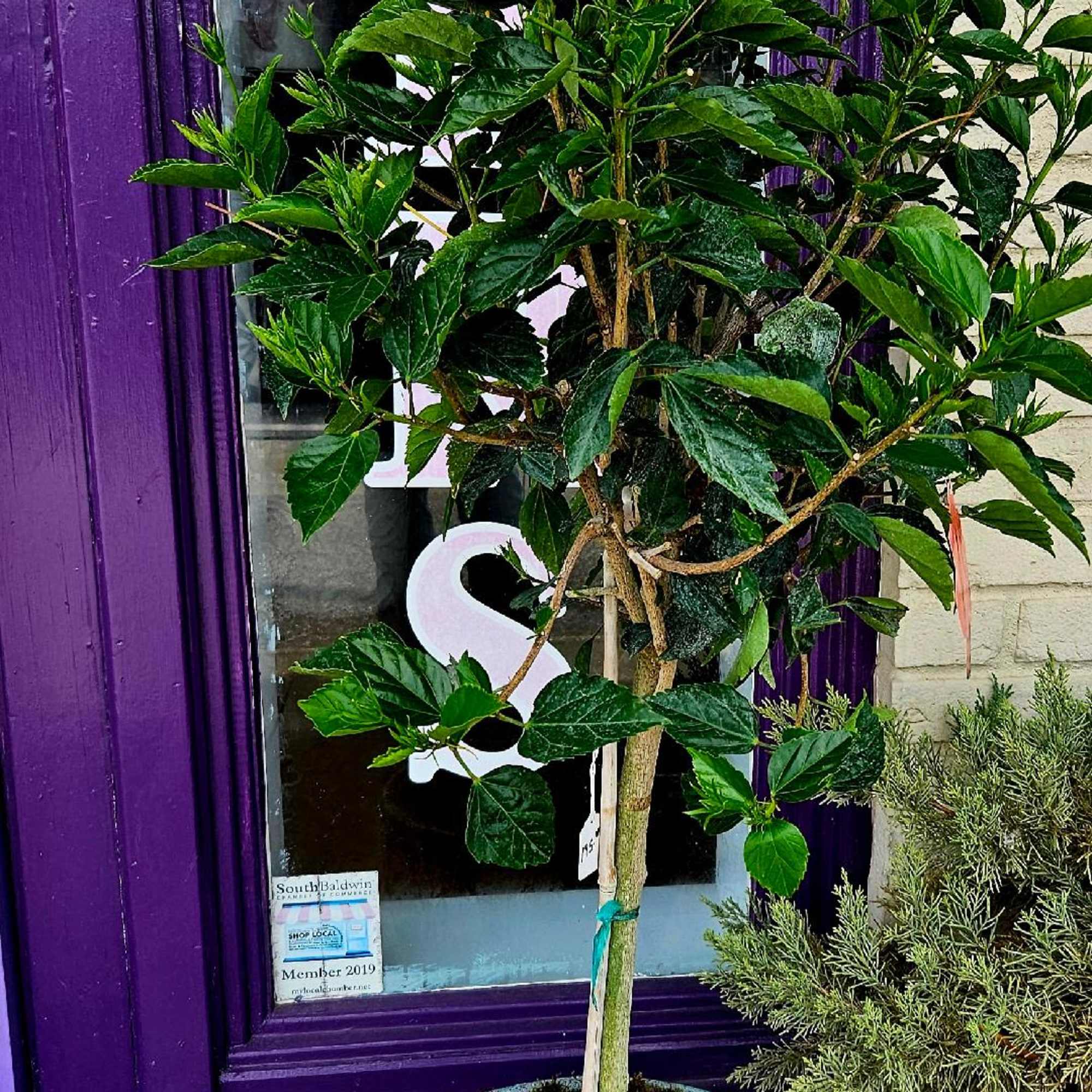 A unique gift for any occasion! A potted hibiscus plant that is