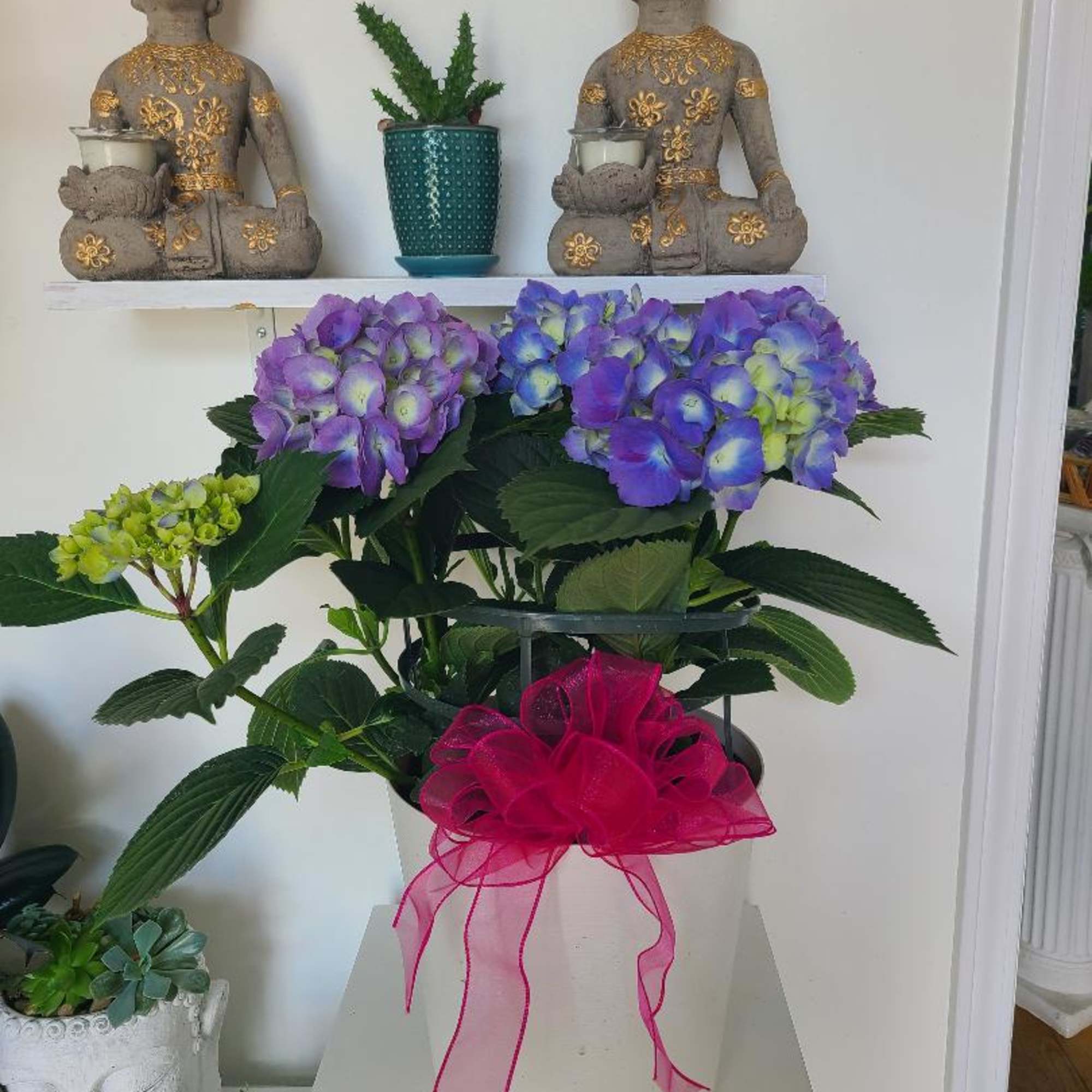 Potted hydrangea arrangement with purple-blue blooms and a pink ribbon