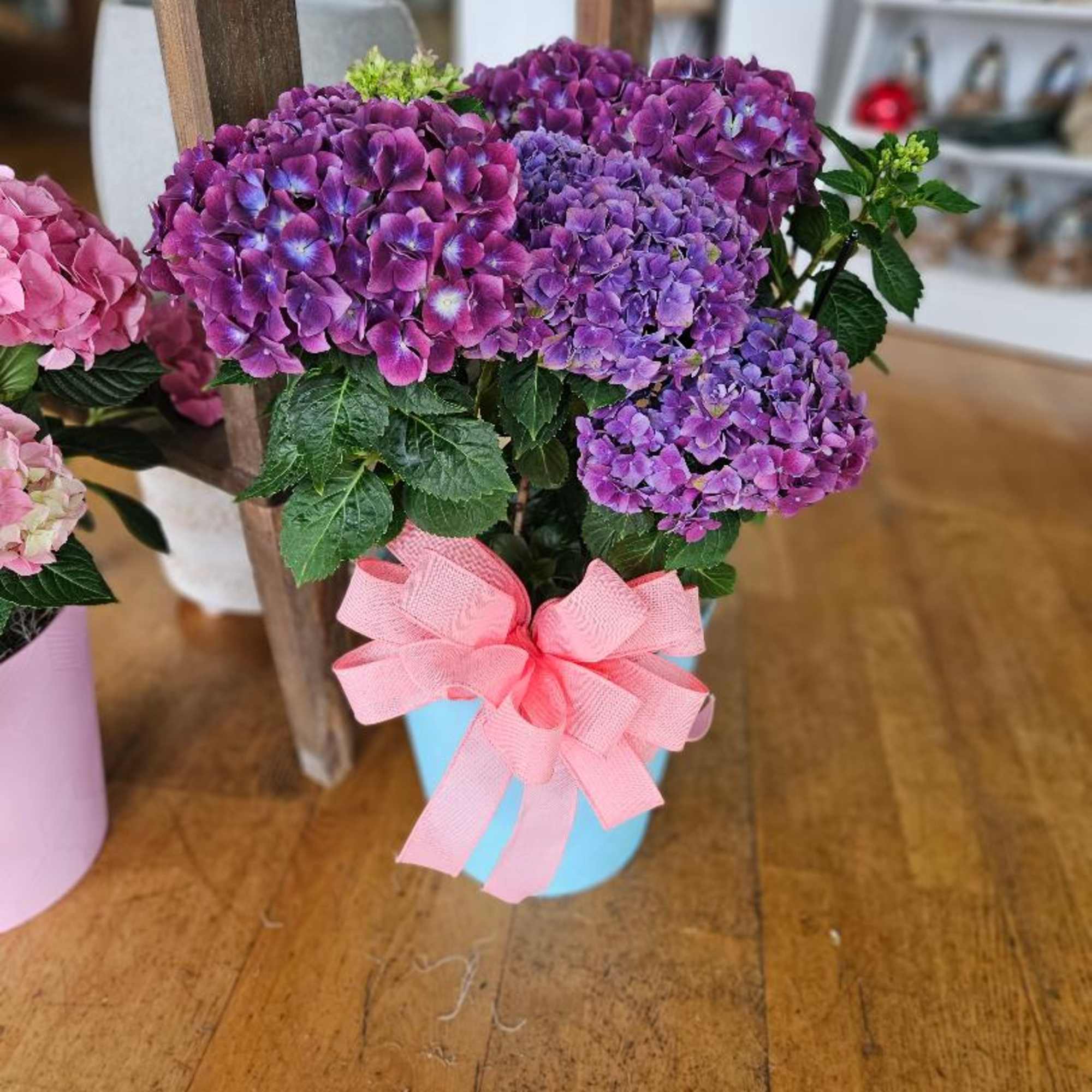 Purple hydrangeas in a blue pot with a pink bow