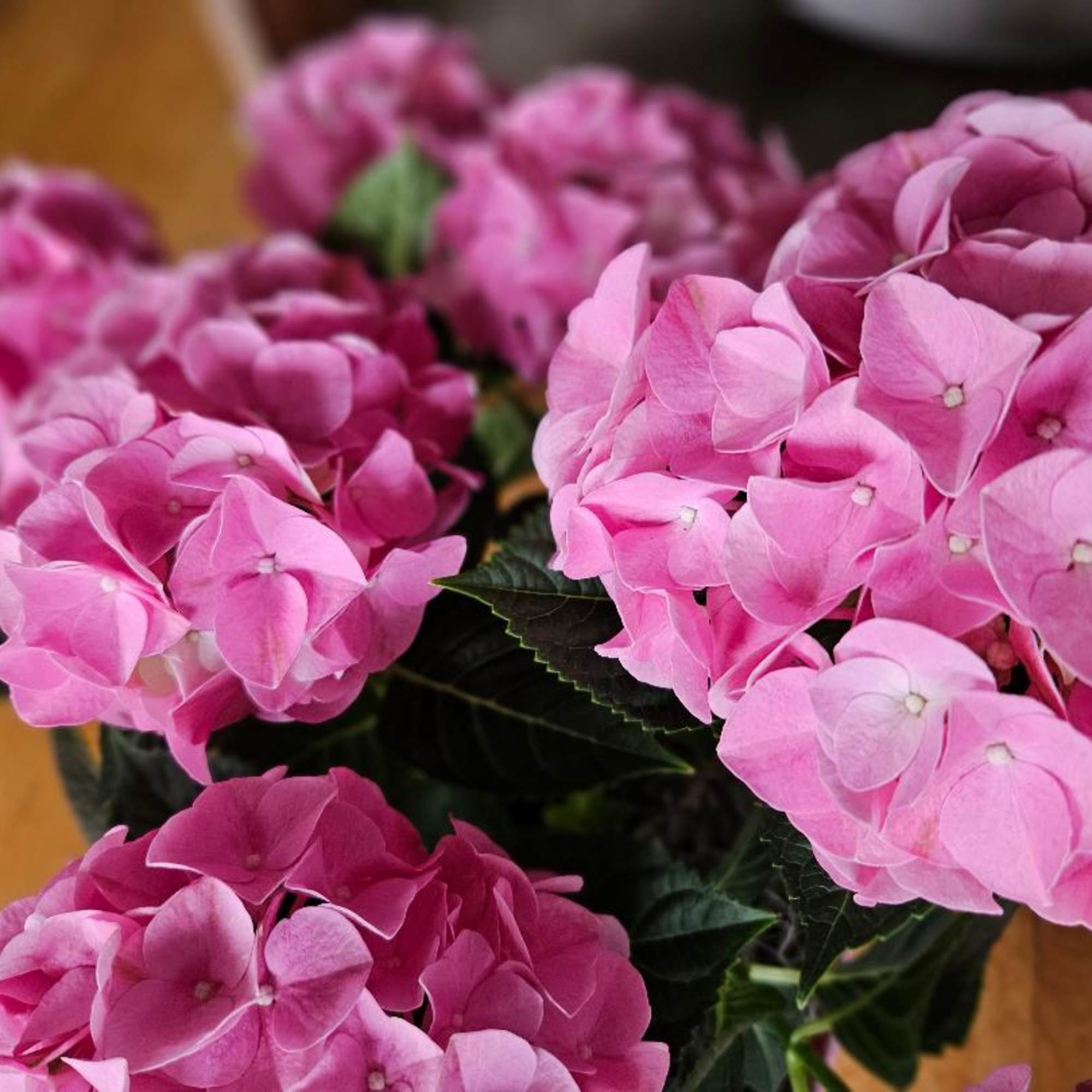 Pink hydrangea blooms clustered closely together