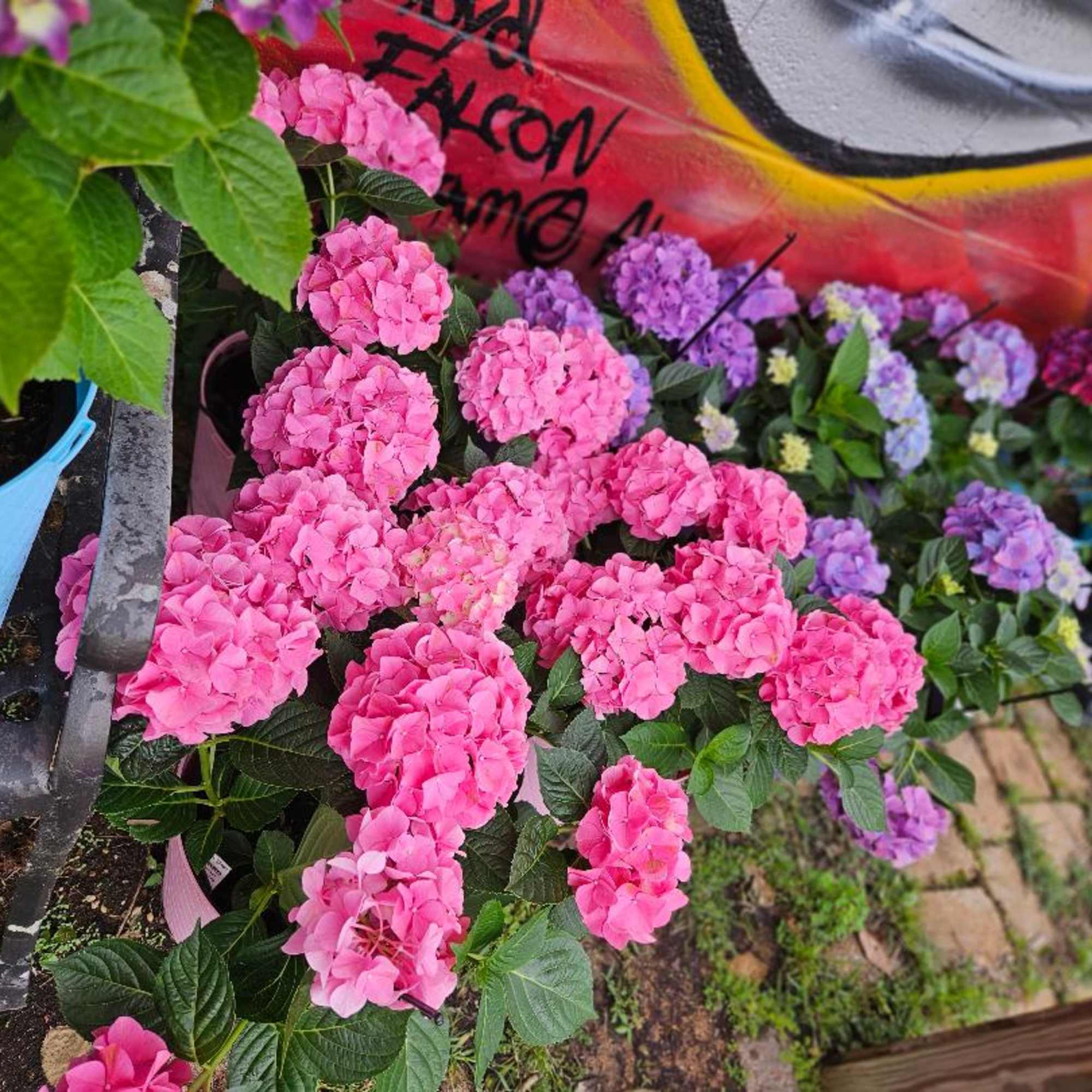 Potted pink and purple hydrangea plants arranged outdoors