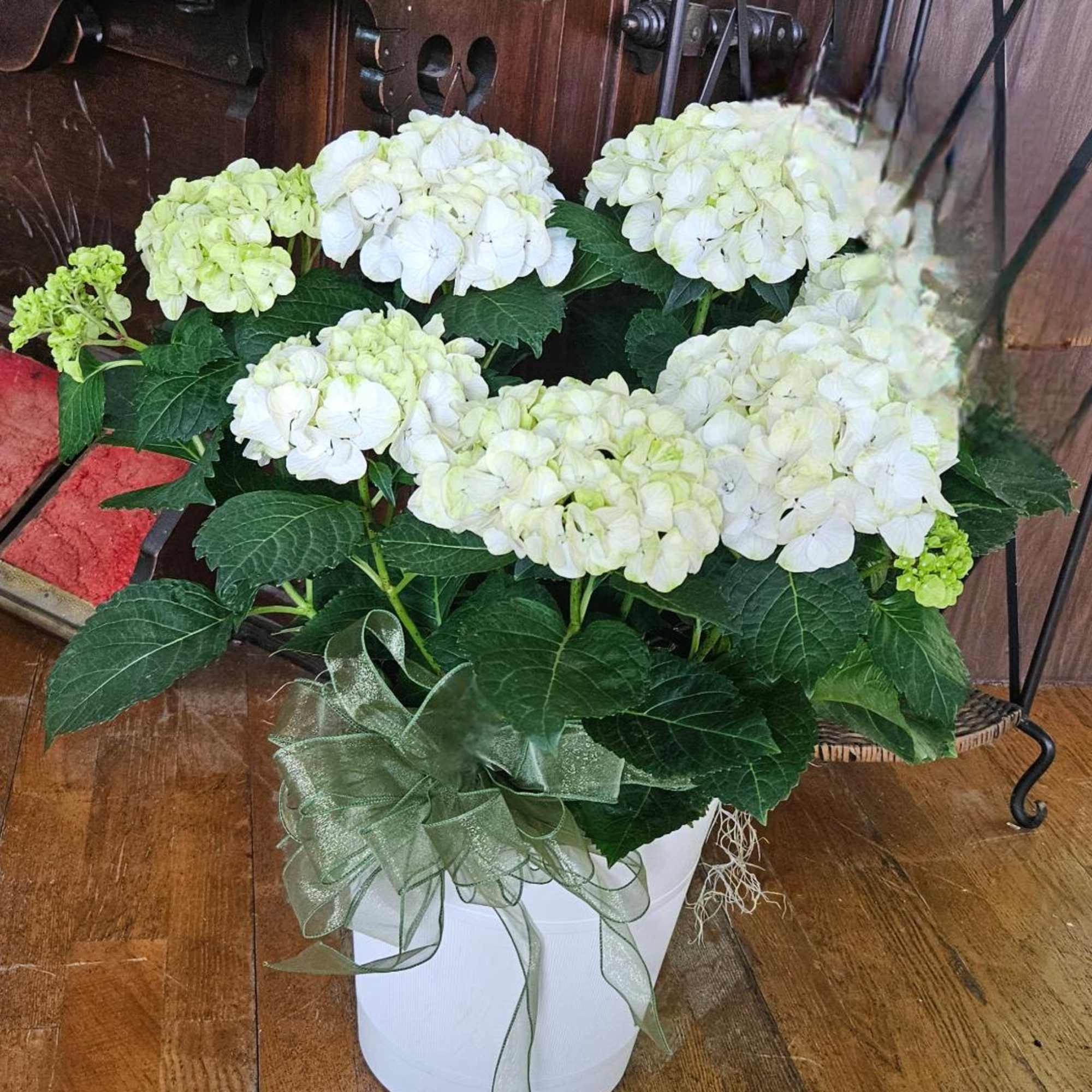 Our Blooming Hydrangea Plant Is Sure To Please The Flower And Plant