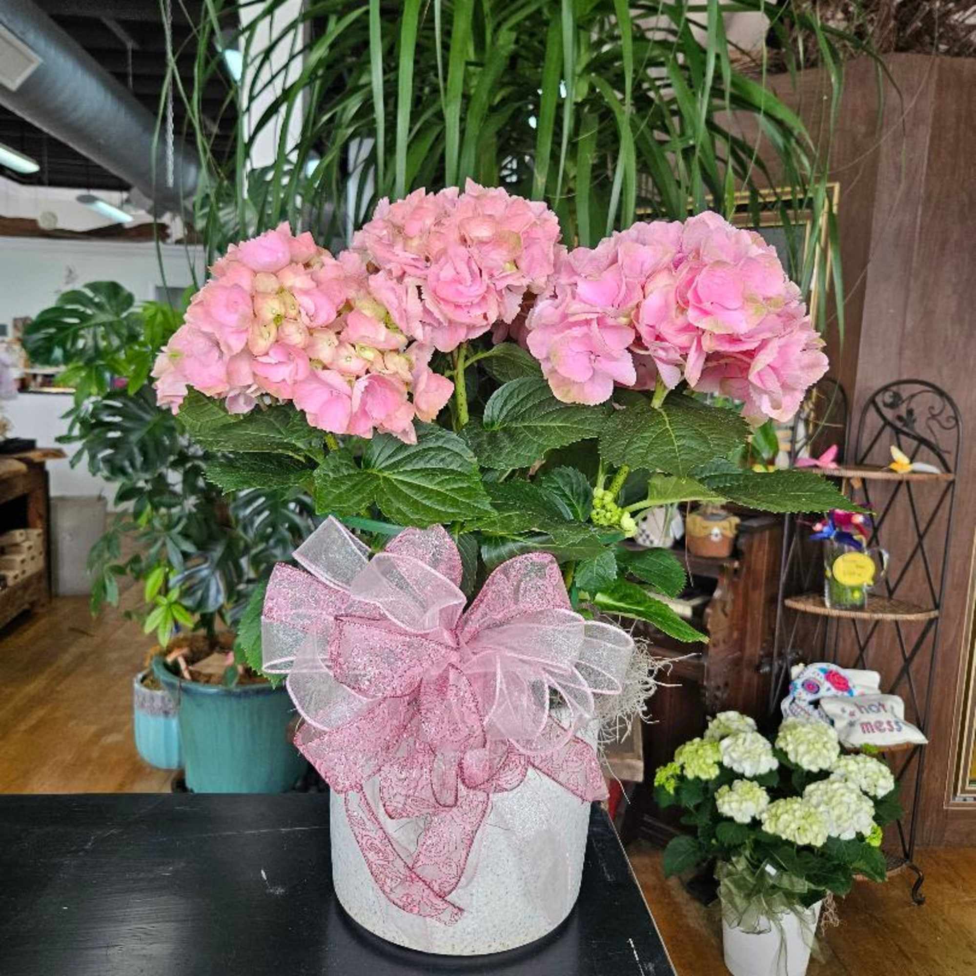 Our Blooming Hydrangea Plant Is Sure To Please The Flower And Plant