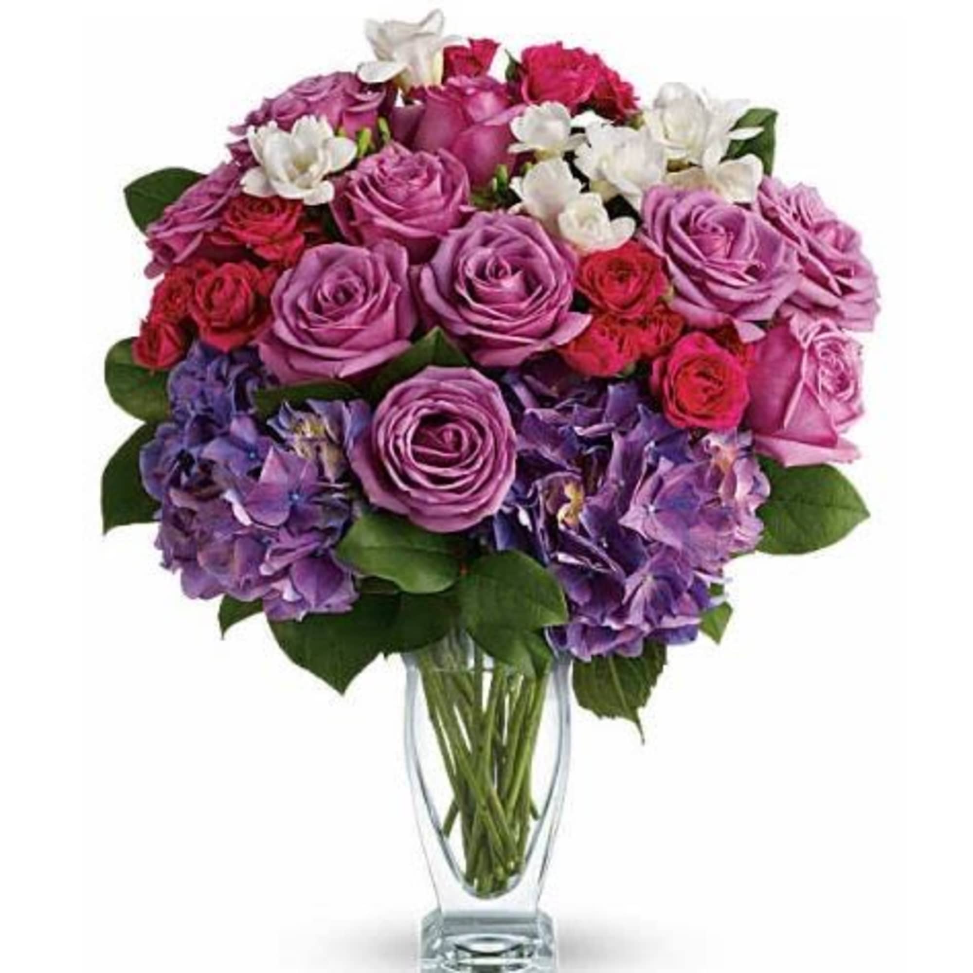  Pet Friendly?
NO . Hydrangea can cause gastrointestinal upset for cats and