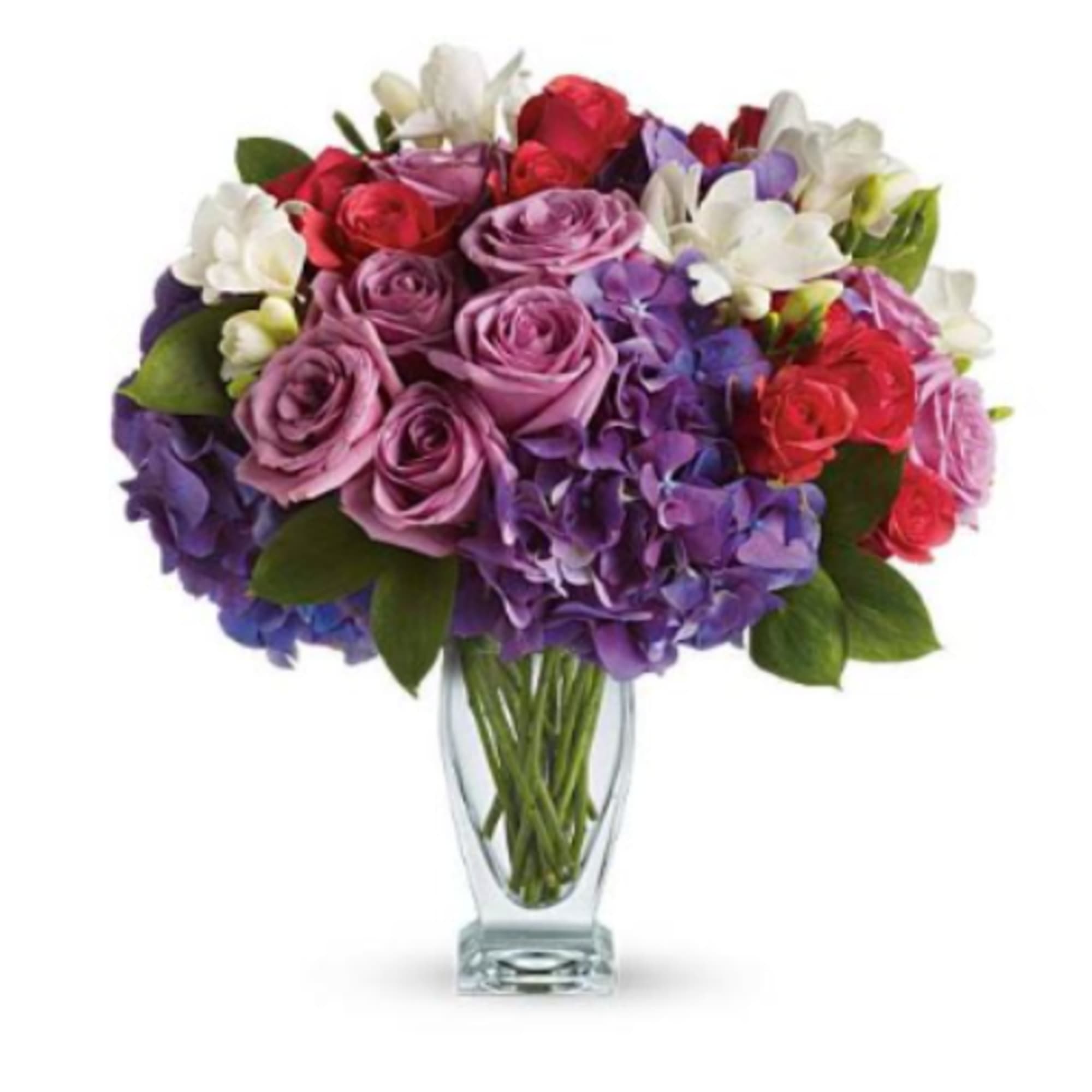  Pet Friendly?
NO . Hydrangea can cause gastrointestinal upset for cats and
