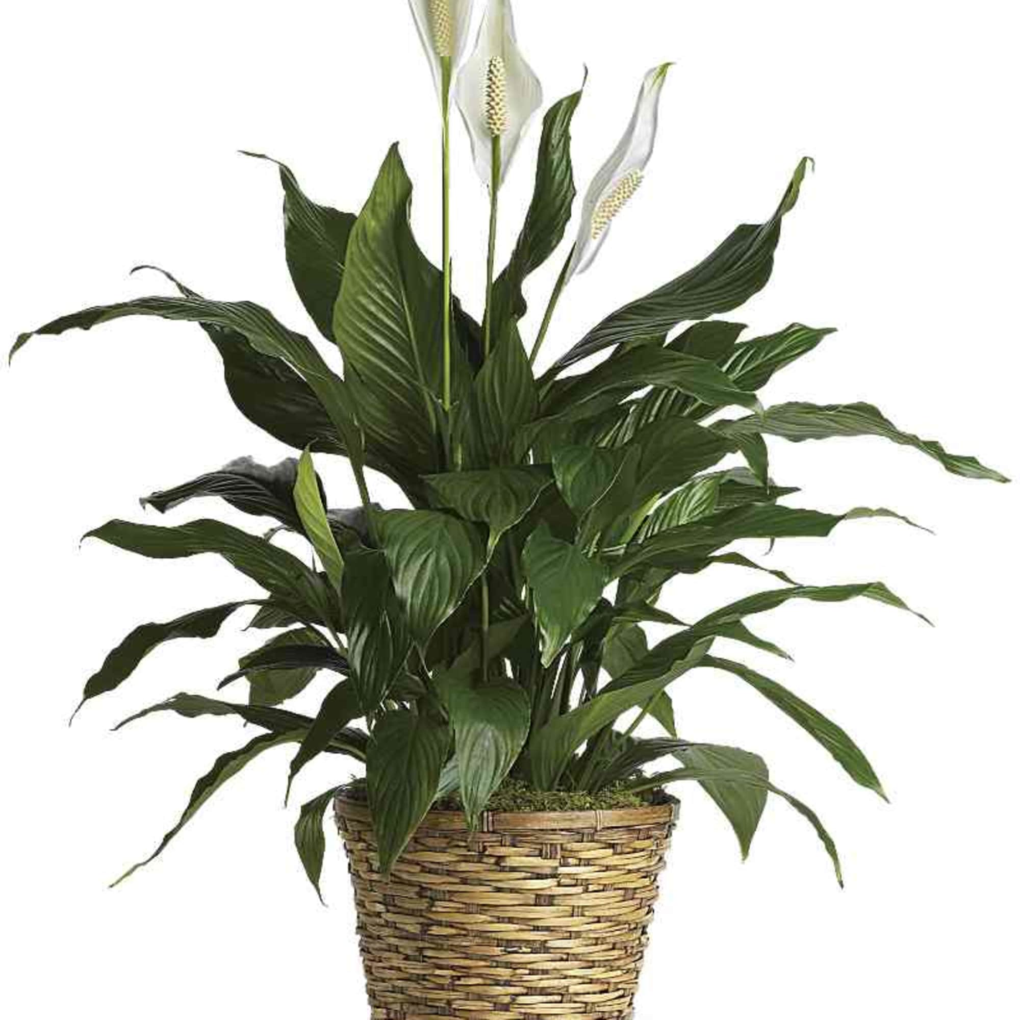 A timeless Simply Elegant Peace Lily featuring lush green foliage and graceful