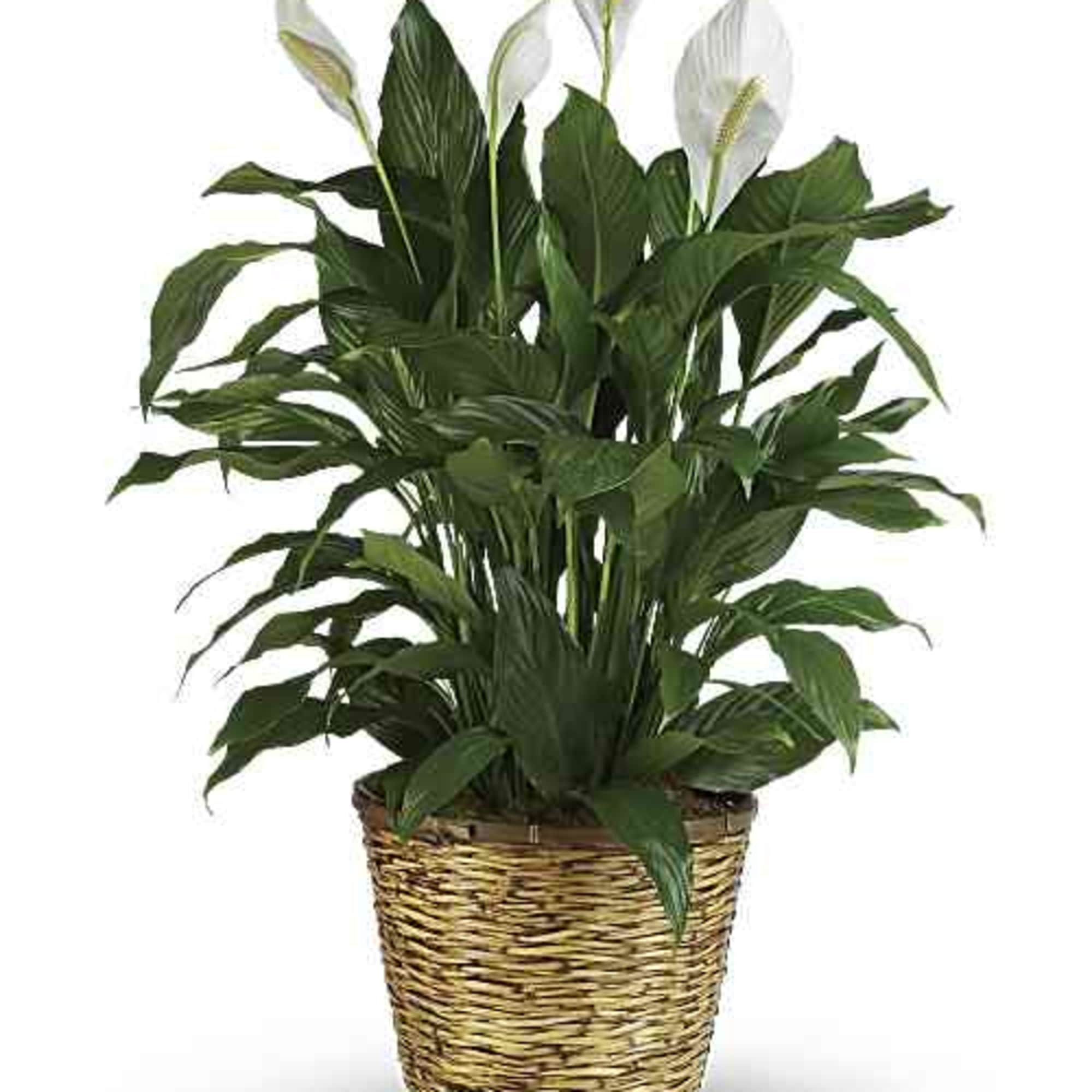 A timeless Simply Elegant Peace Lily featuring lush green foliage and graceful
