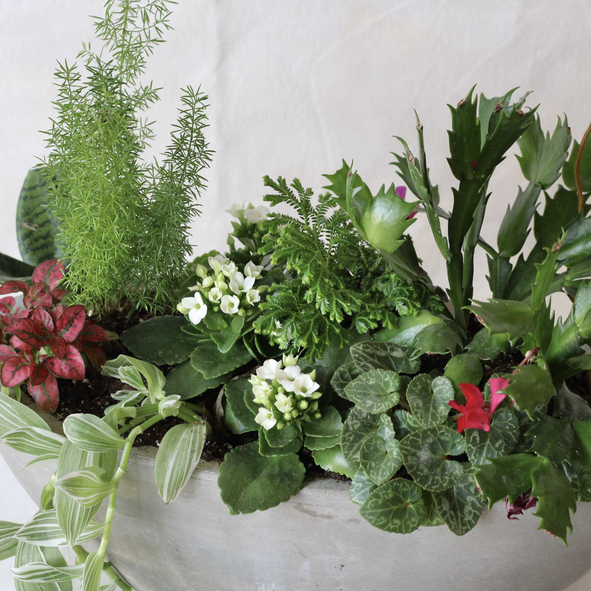 Mixed potted plants in a shallow bowl planter with white and pink blooms