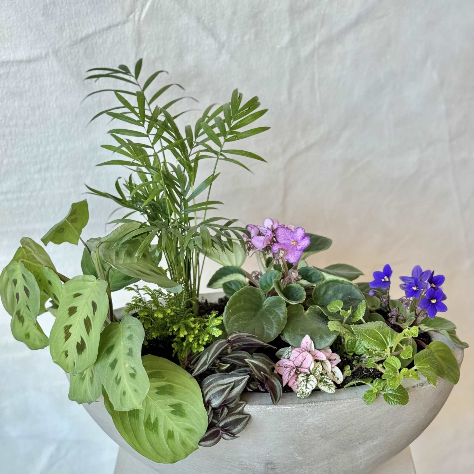 Mixed potted plants in a shallow gray planter with small purple flowers