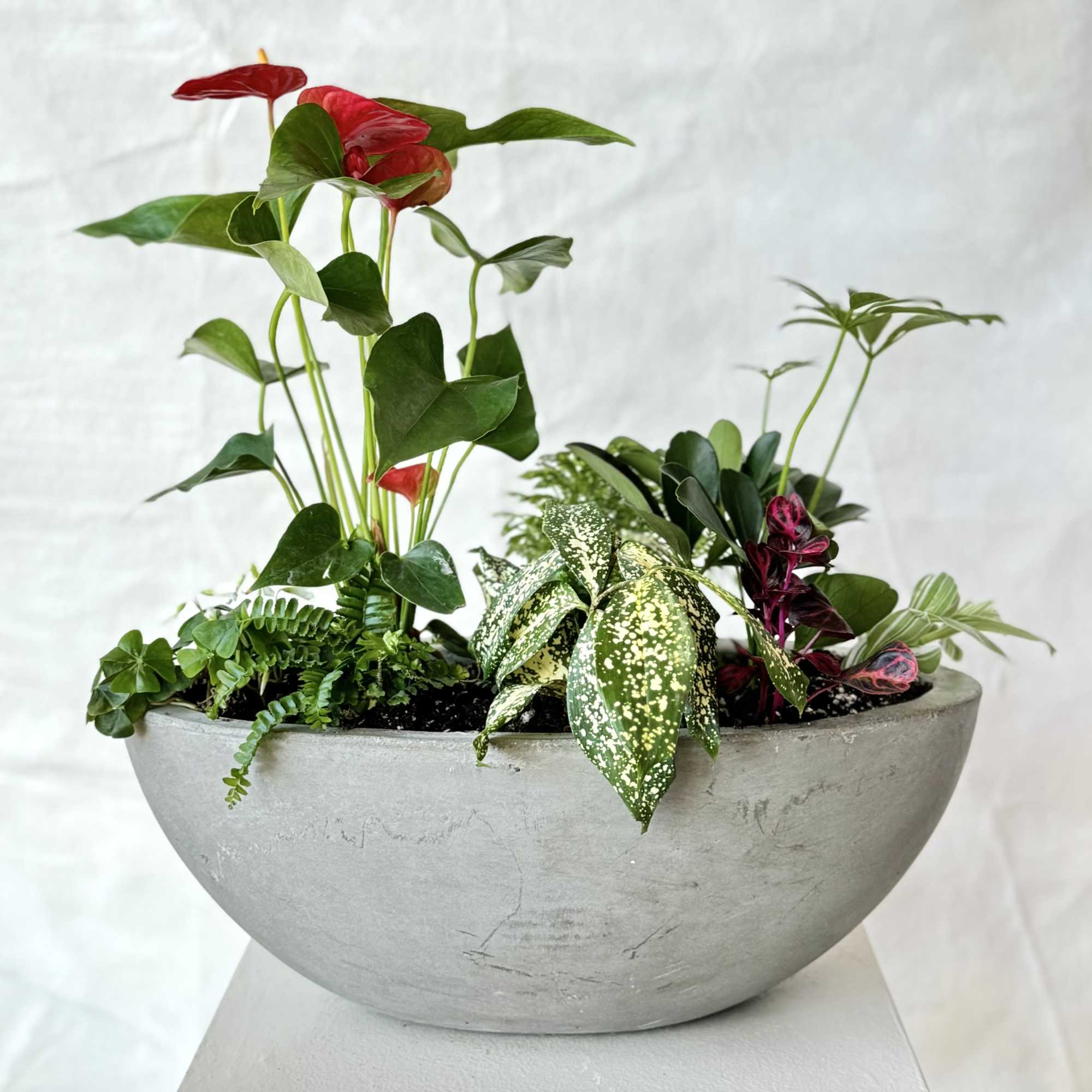 Mixed potted plants in a large gray bowl planter