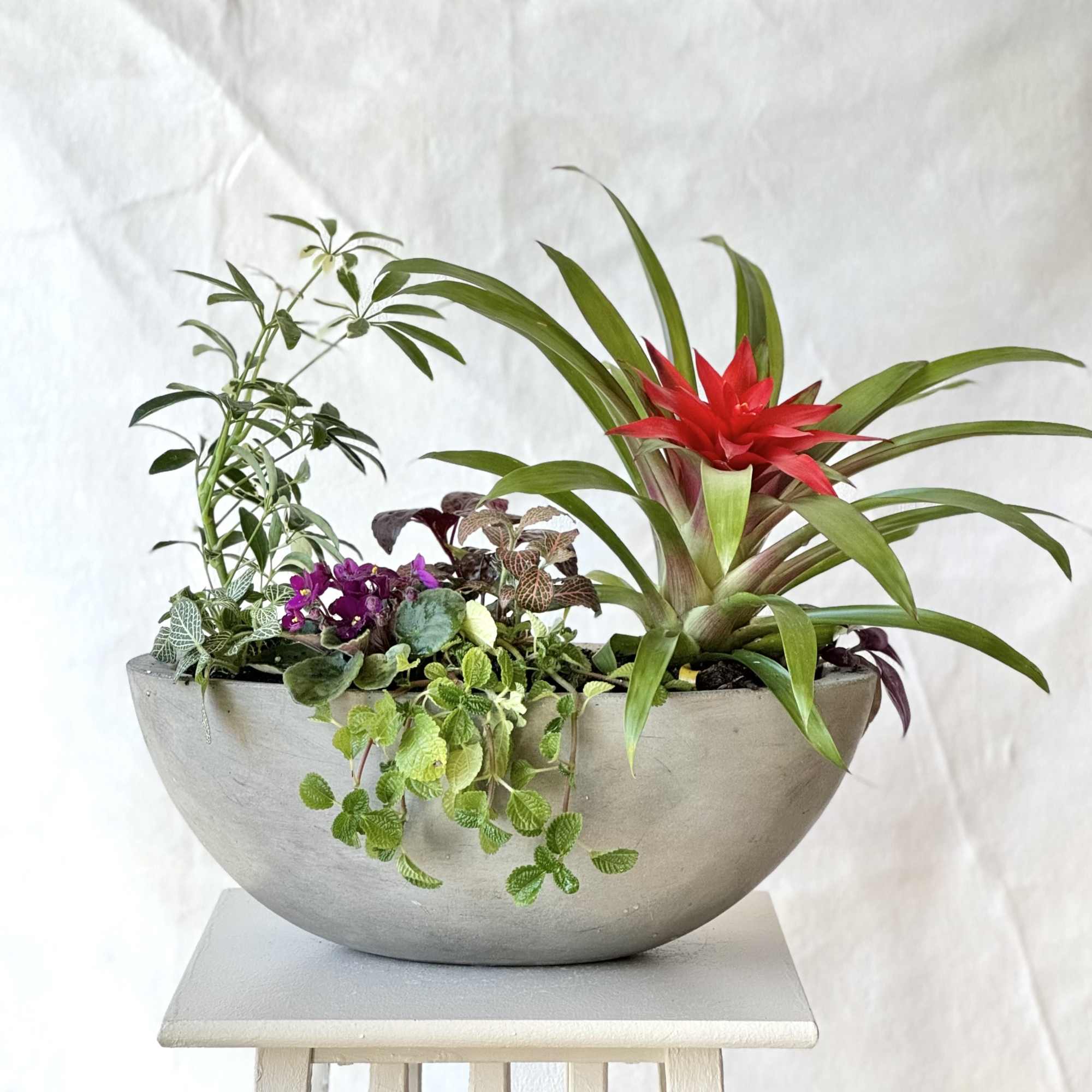 Mixed potted plant arrangement in a gray bowl with a red bromeliad