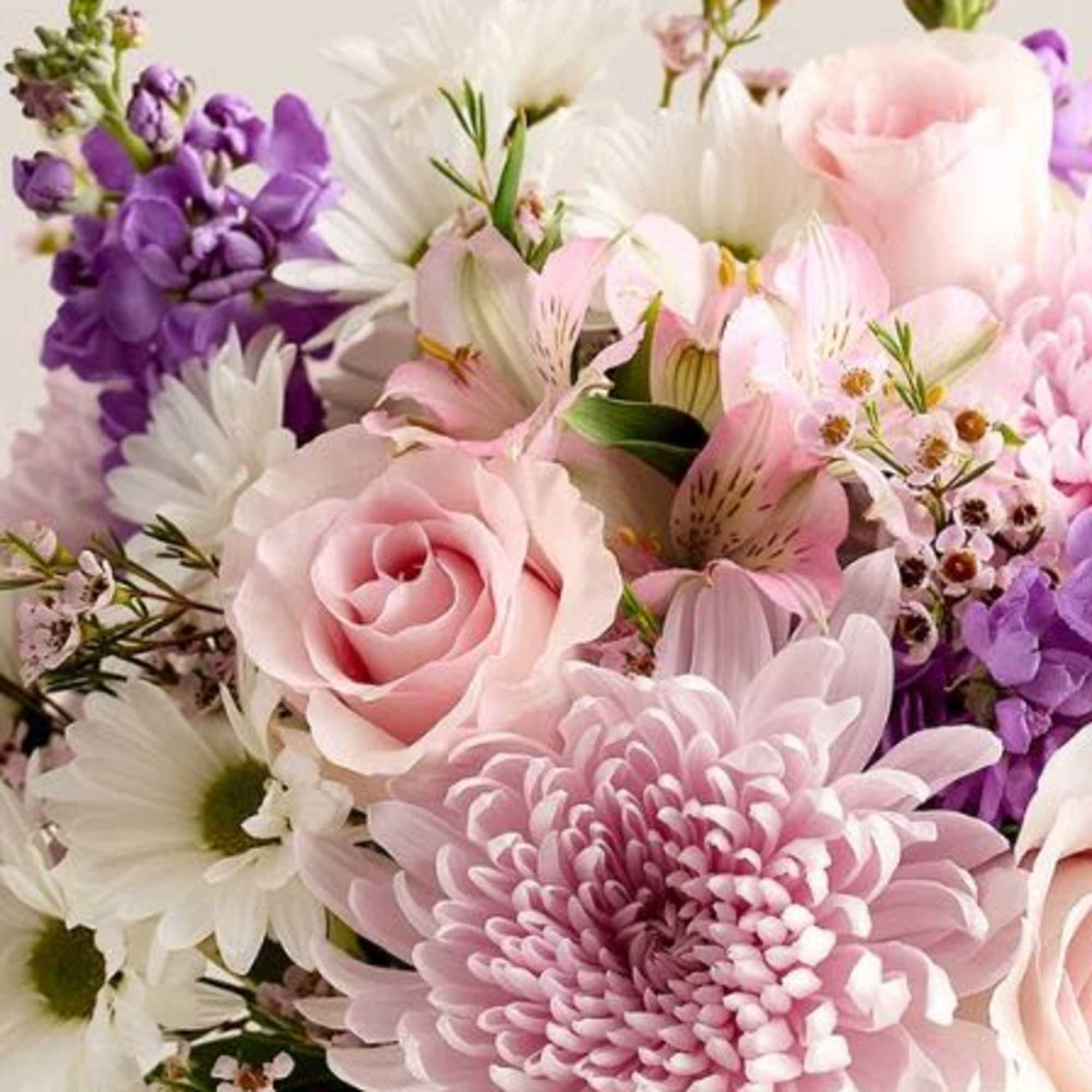  Pet Friendly?
No - This arrangement contains Chrysanthemums and Daisies, both of
