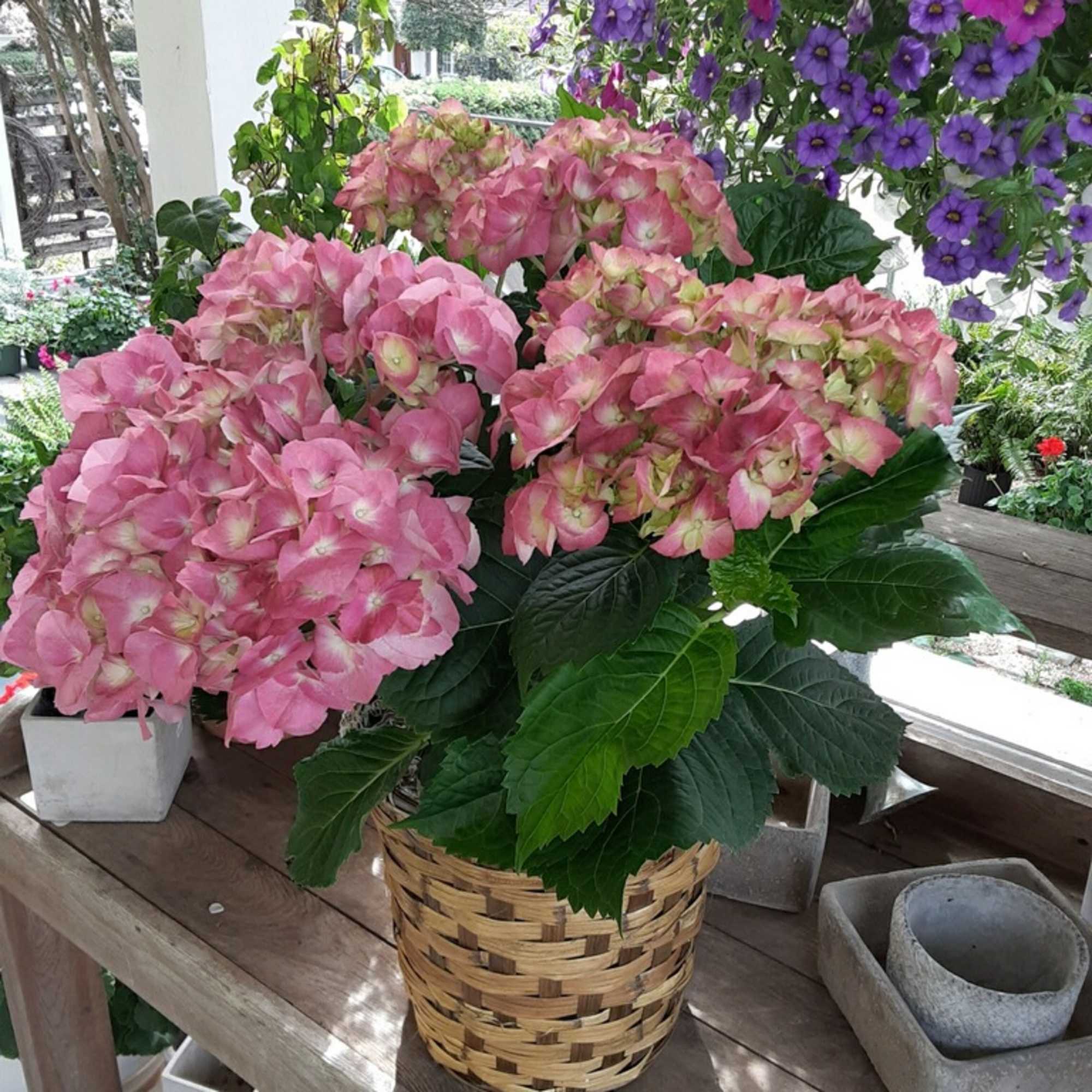 Pink hydrangea plant in a woven basket sitting on a wooden table with other pots around it