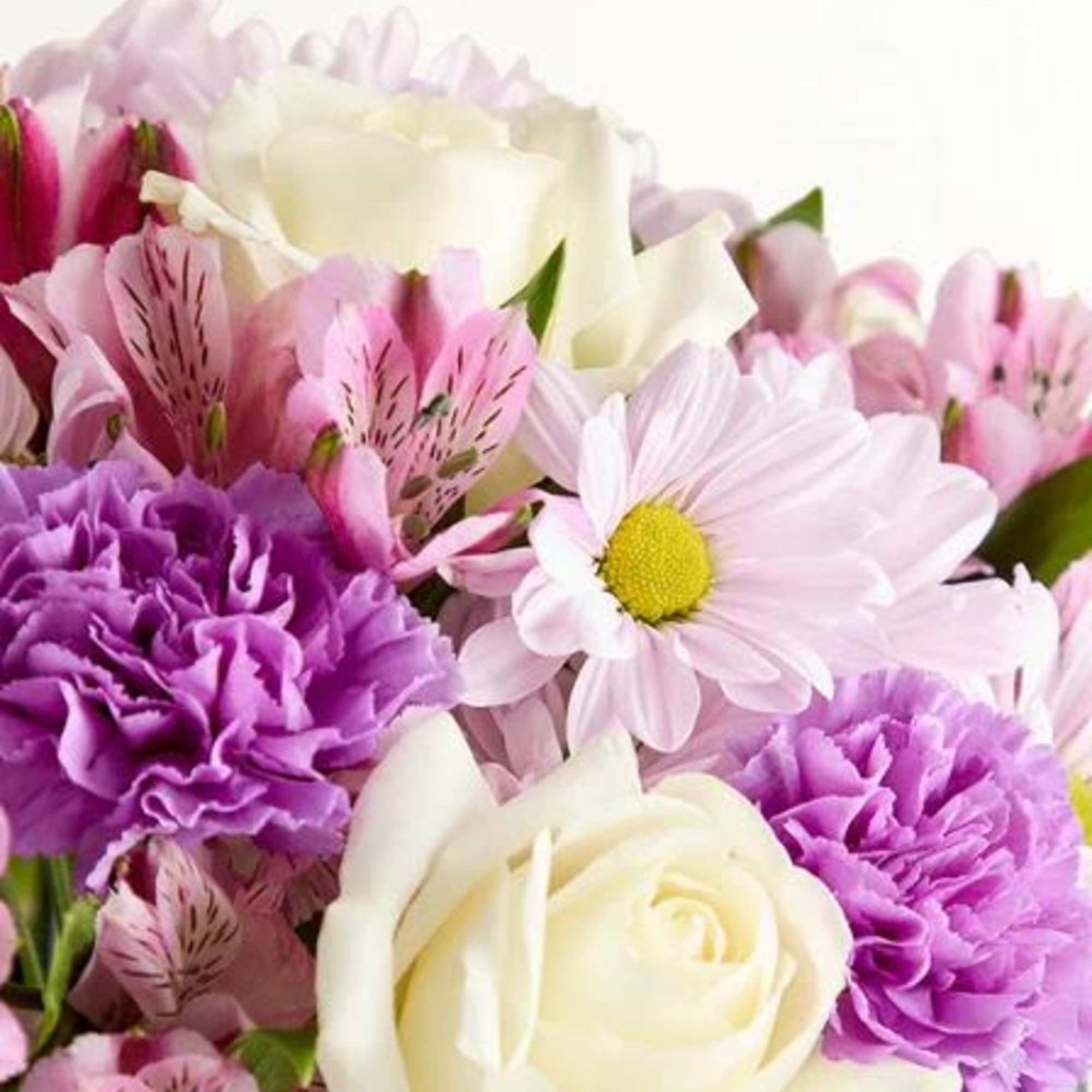  Pet Friendly?
NO - Chrysanthemums/daisies and carnations are listed by the ASPCA