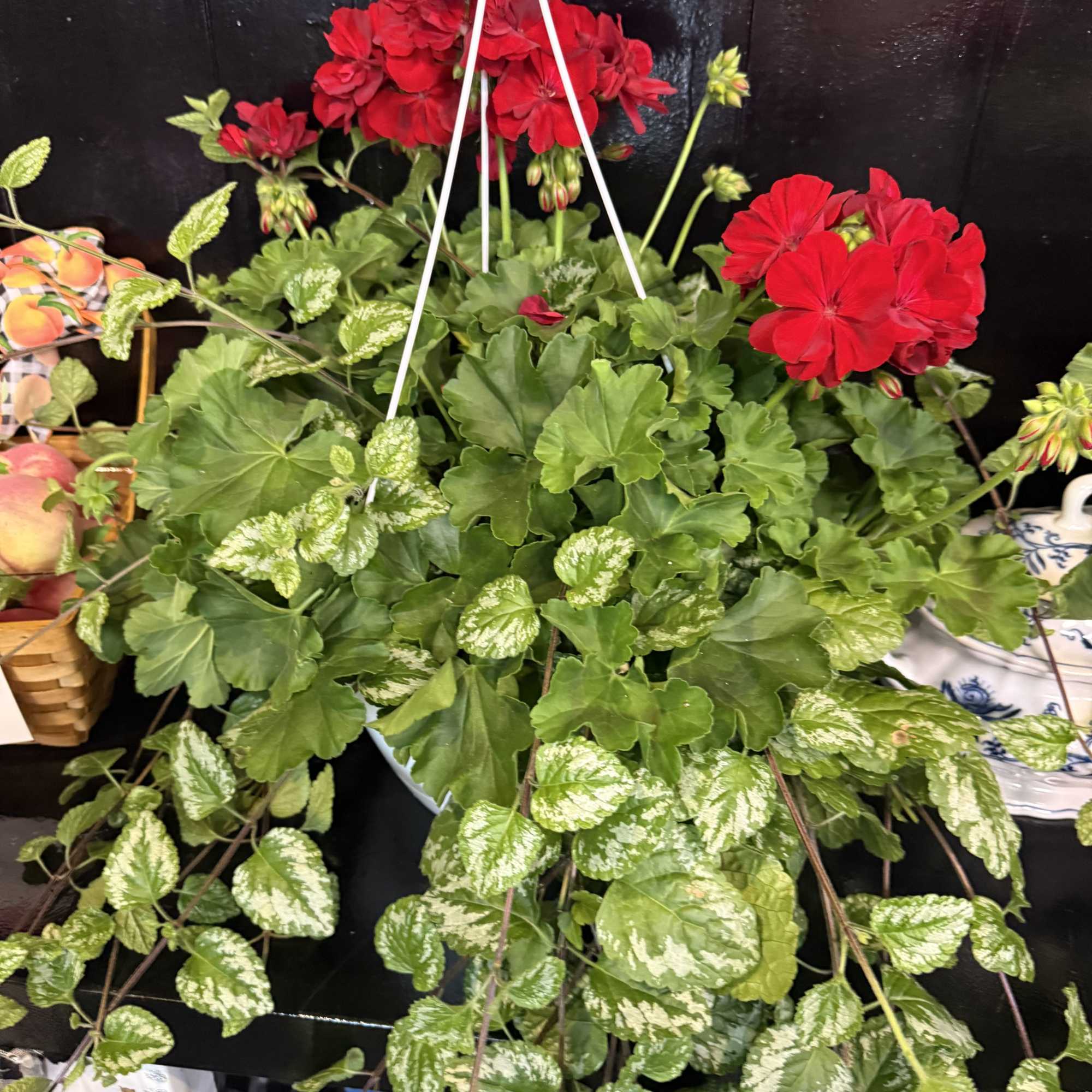 Bright red geranium clusters rise above a cascade of variegated green leaves