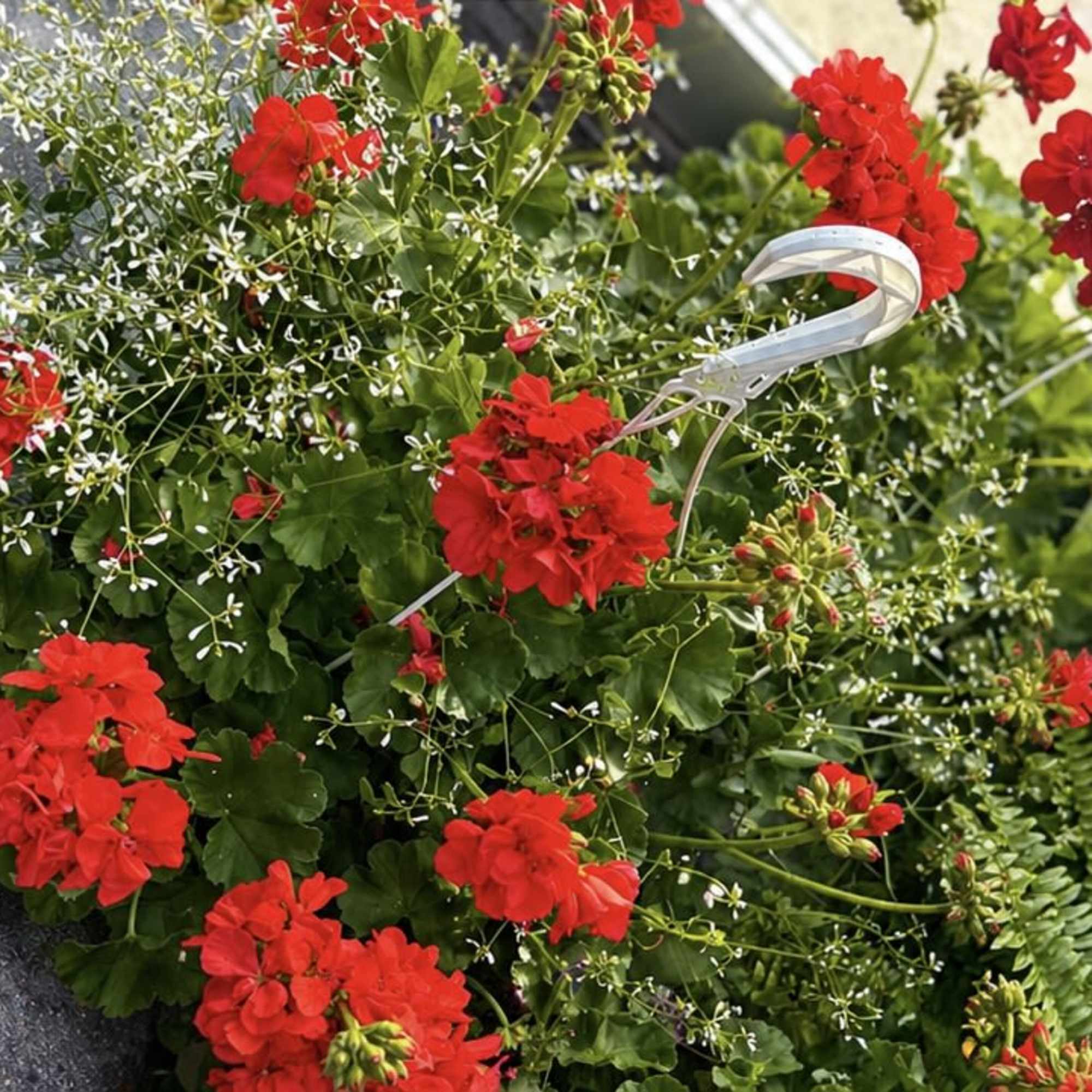 Bright red geranium clusters rise above a cascade of variegated green leaves