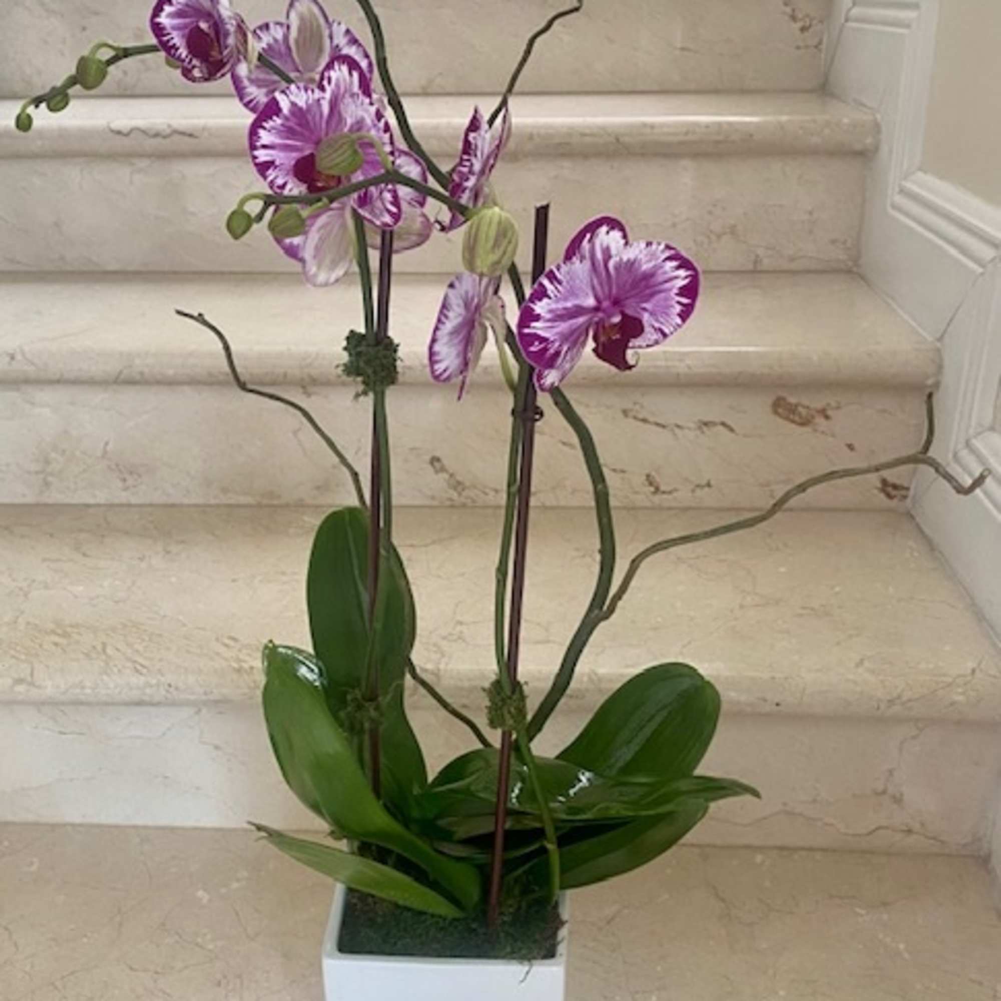 Tall purple and white phalaenopsis orchid plant in a white square pot