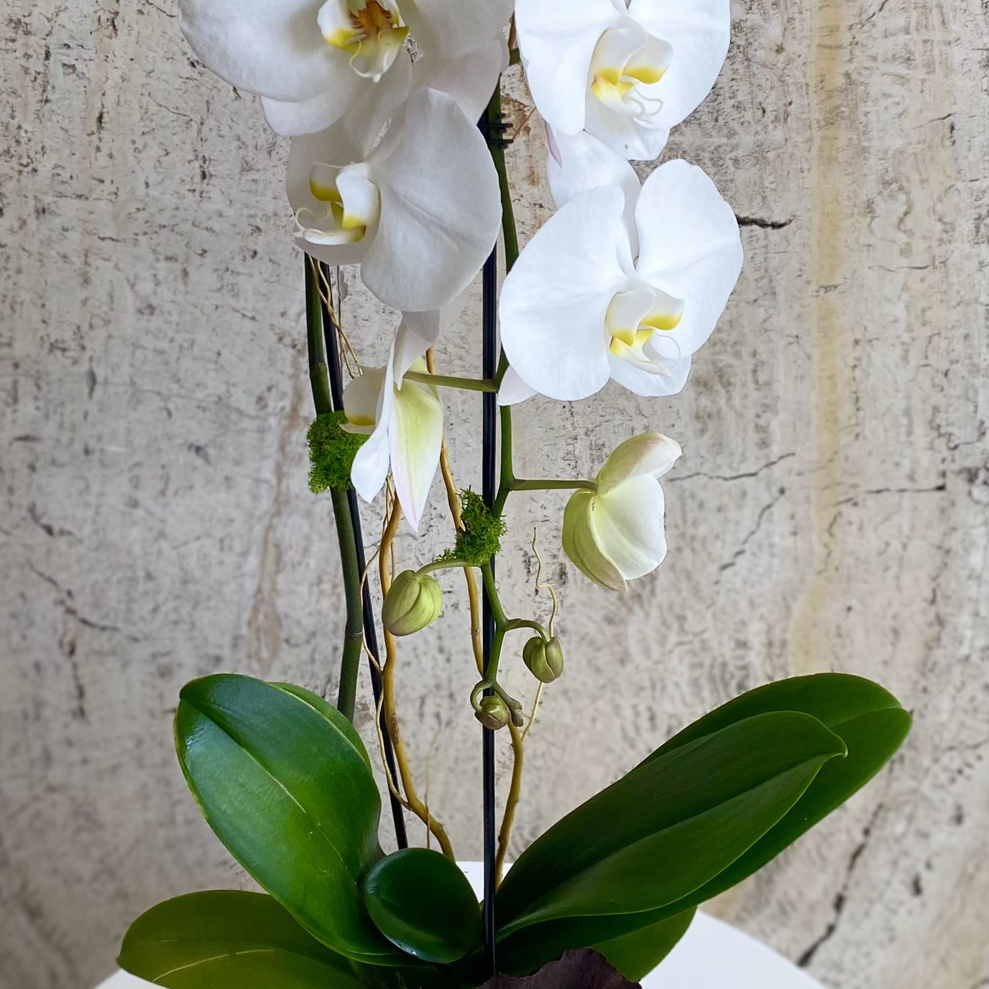 White orchid plant in a gray pot with broad green leaves