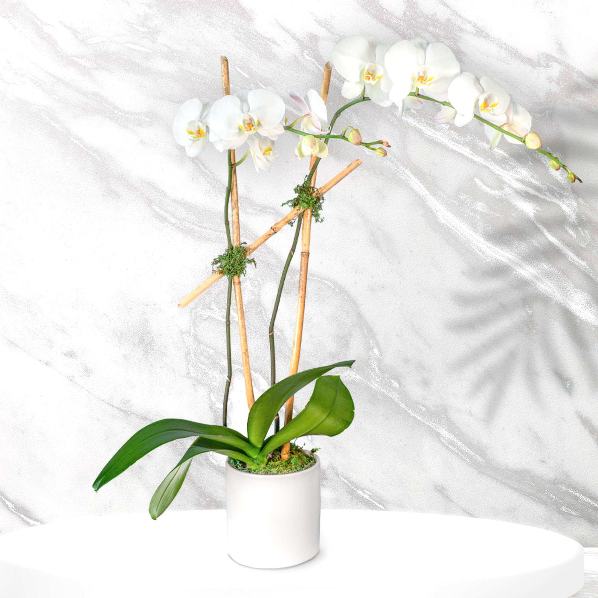 White orchid plant in a white pot with bamboo stakes