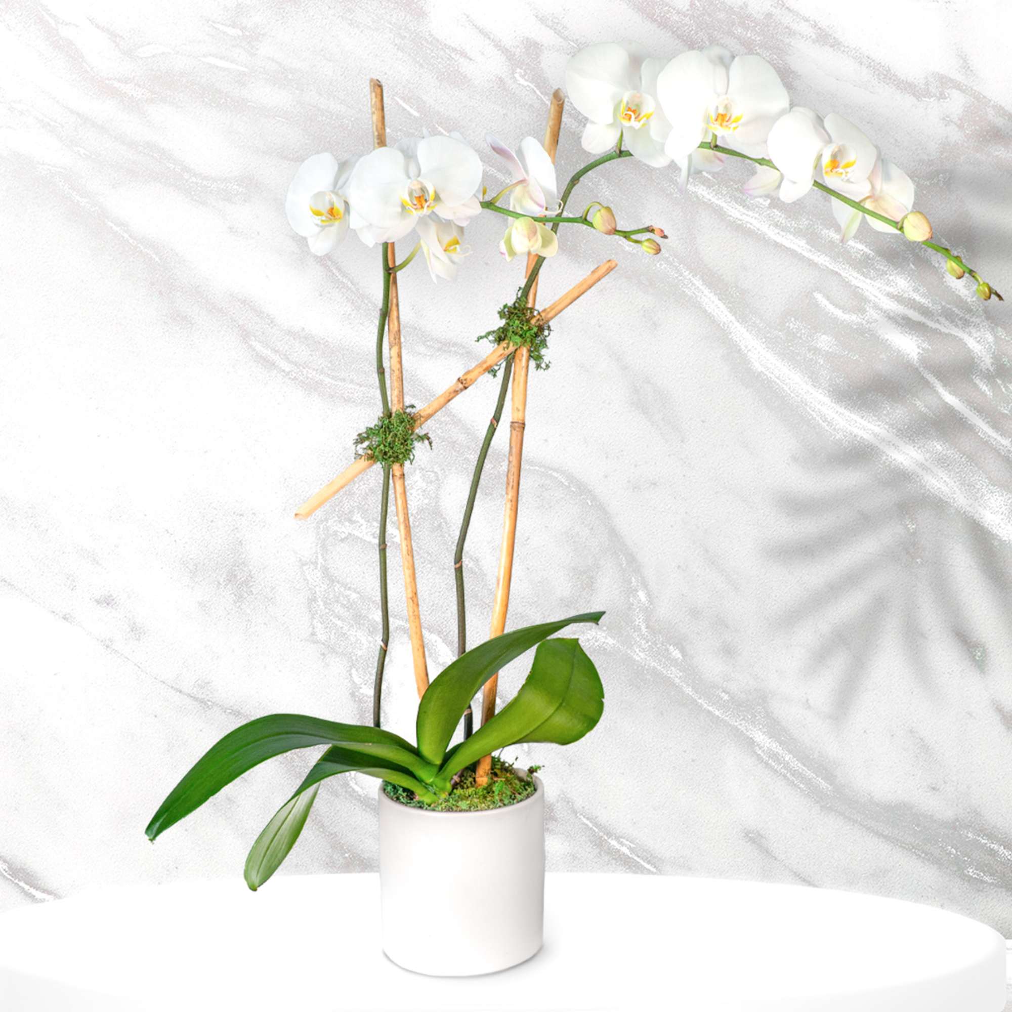 White orchid plant in a white pot with bamboo stakes