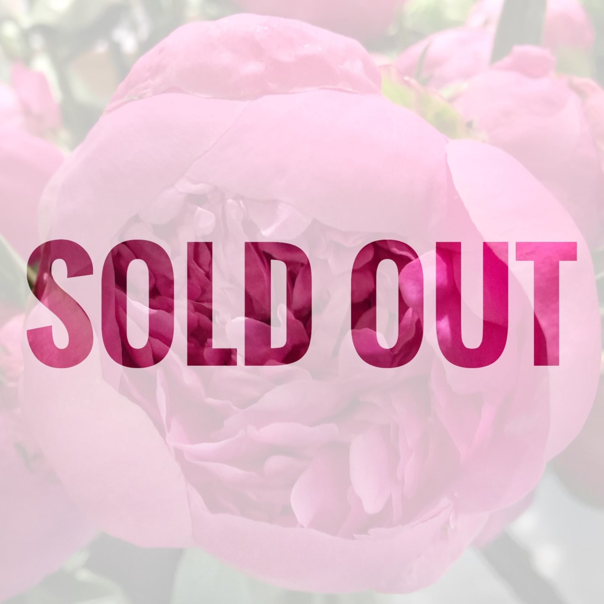 Close-up of pale pink peony blooms with a sold out overlay