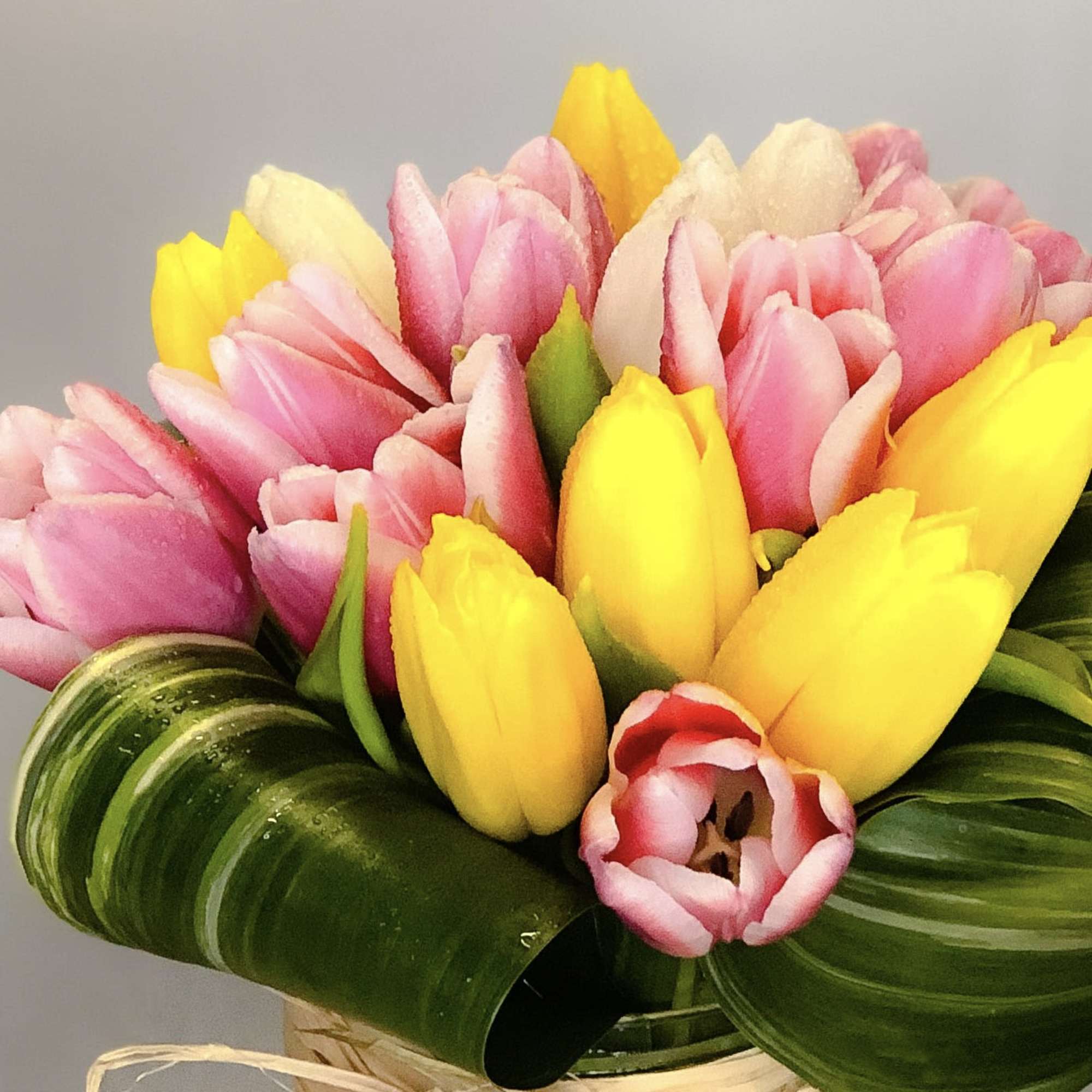 Bouquet of pink and yellow tulips with broad green leaves
