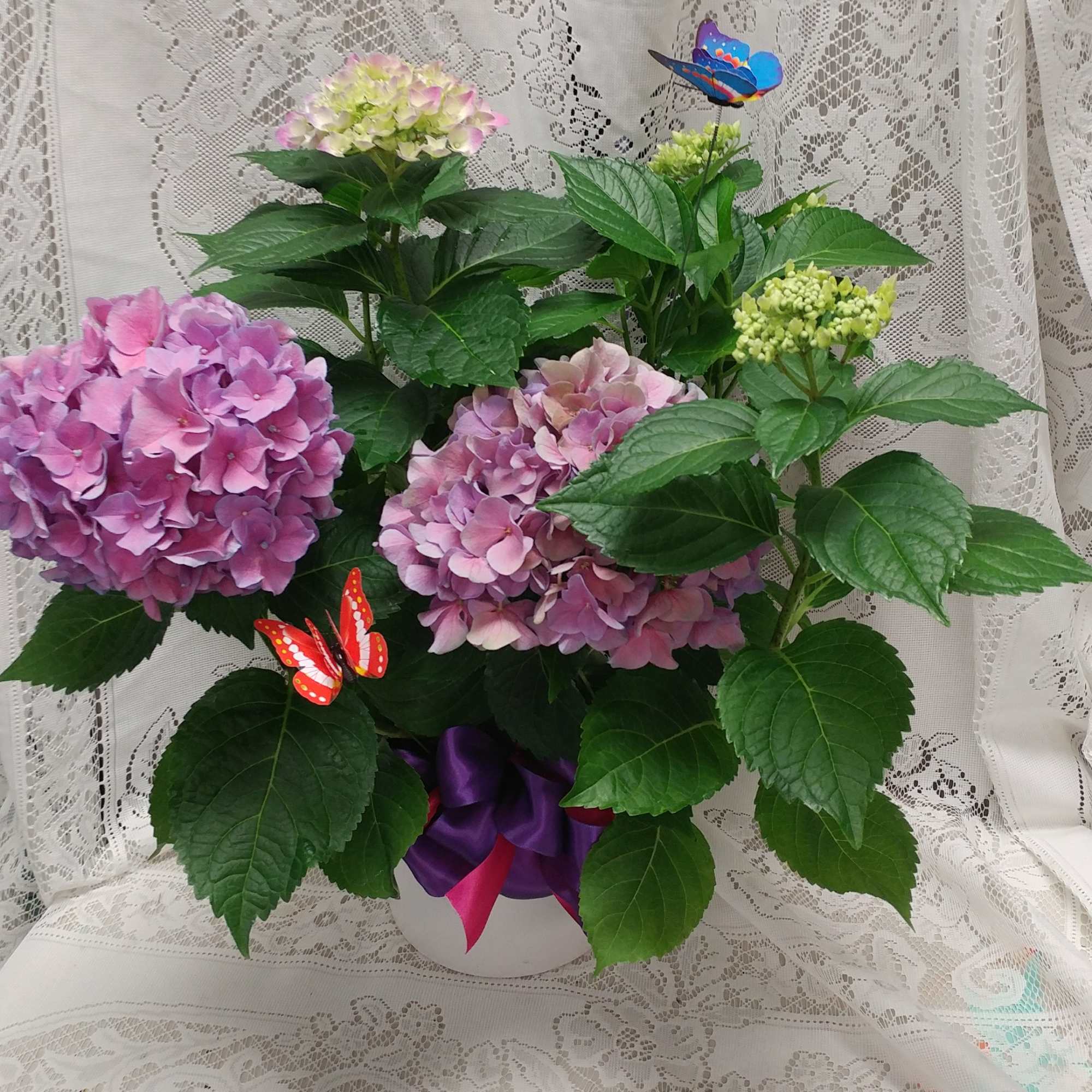 Pink and lavender hydrangeas arranged in a white pot with ribbon and butterfly picks