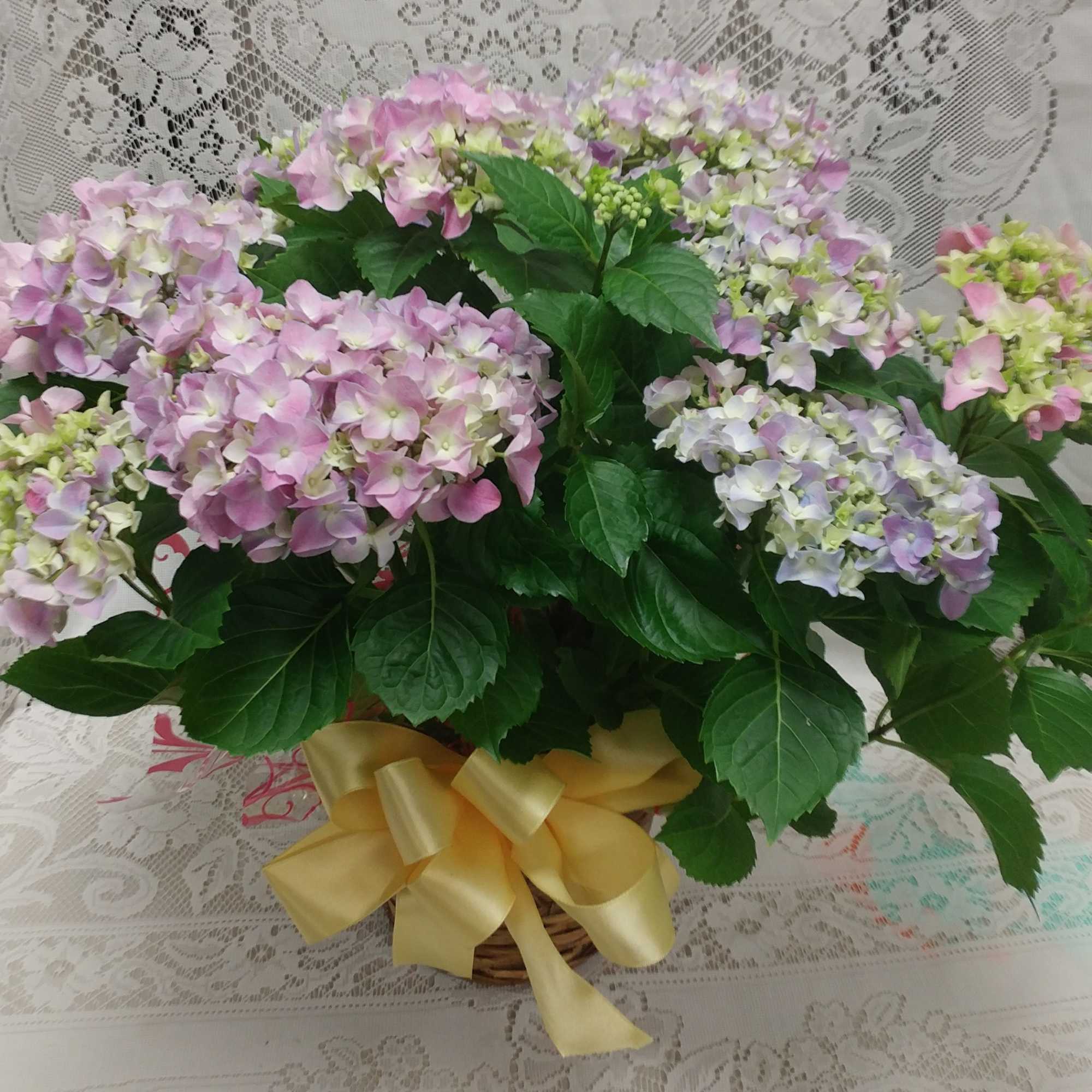 Pink and lavender hydrangeas arranged in a basket with a yellow ribbon.