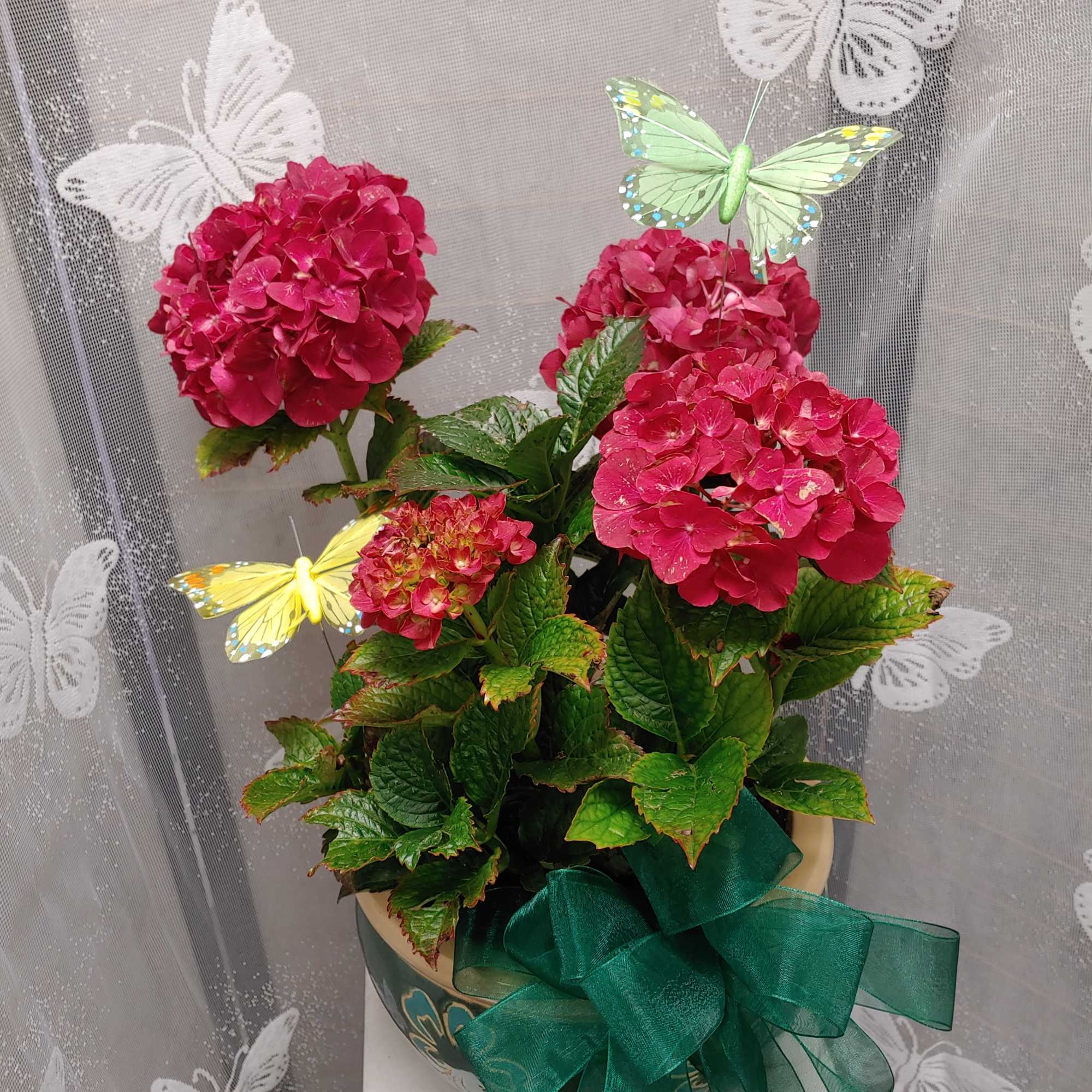 Potted pink hydrangea with a green ribbon and butterfly picks