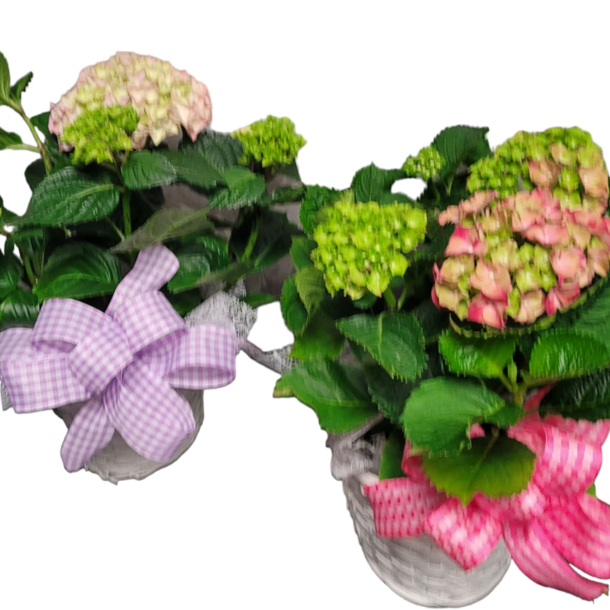 Two potted hydrangea plants with pink and green blooms and ribbon bows