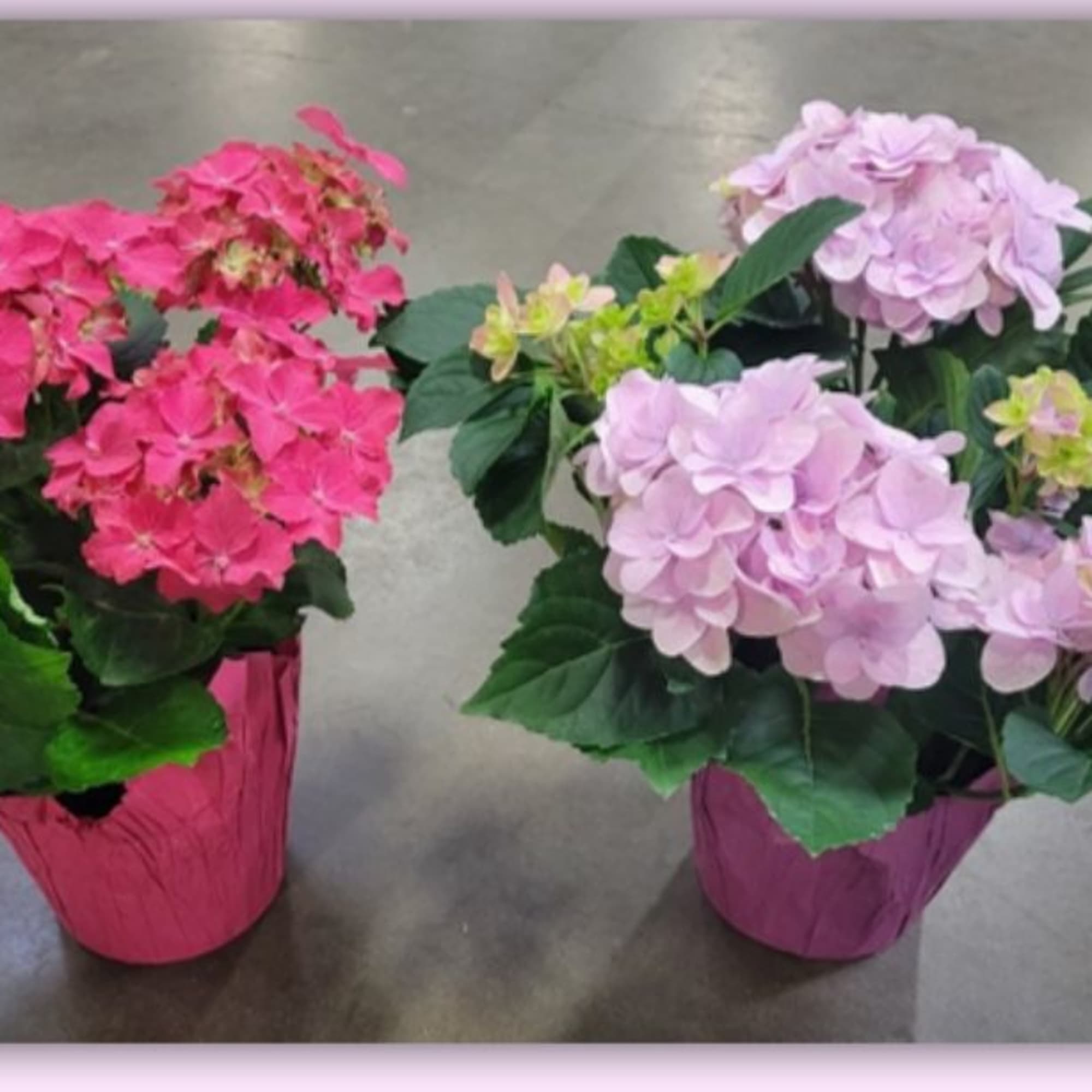 Two potted hydrangea plants, one pink and one pale lavender